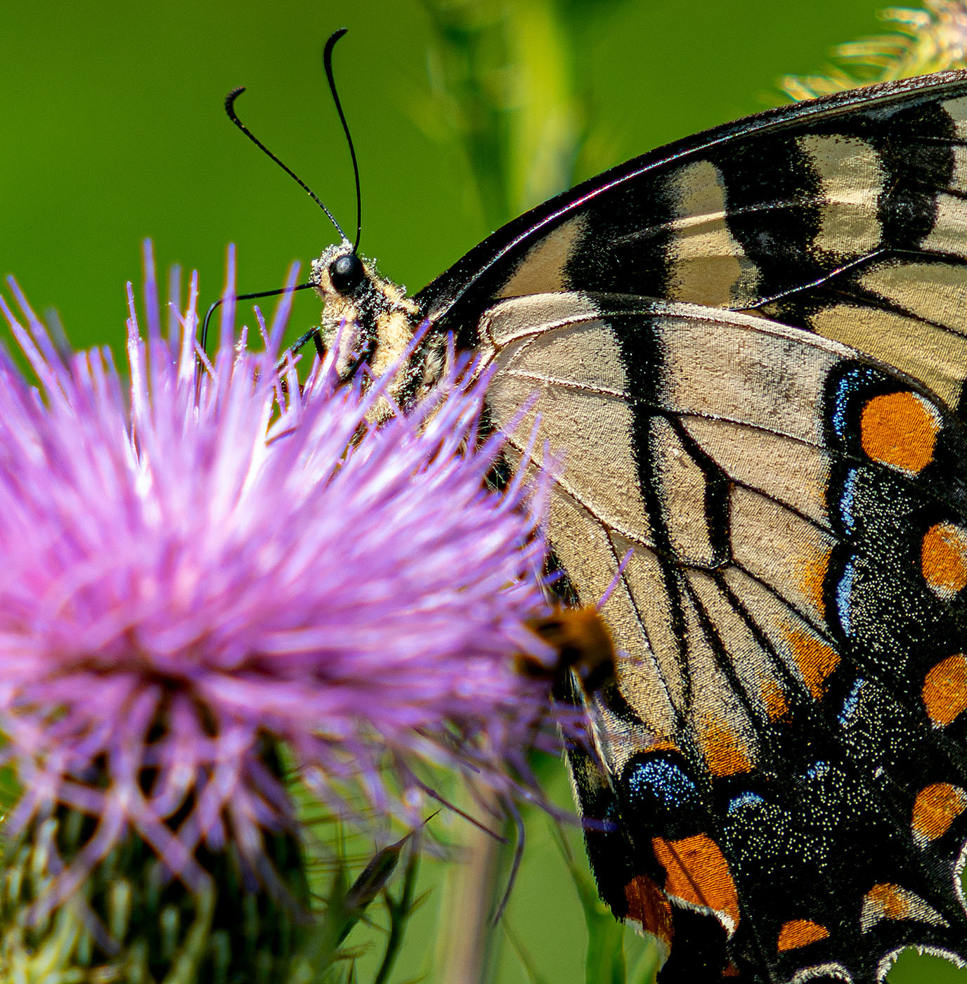 A male Eastern Tiger Swallowtail Butterfly feeds on Field Thistle. (Shenandoah National Park, VA)