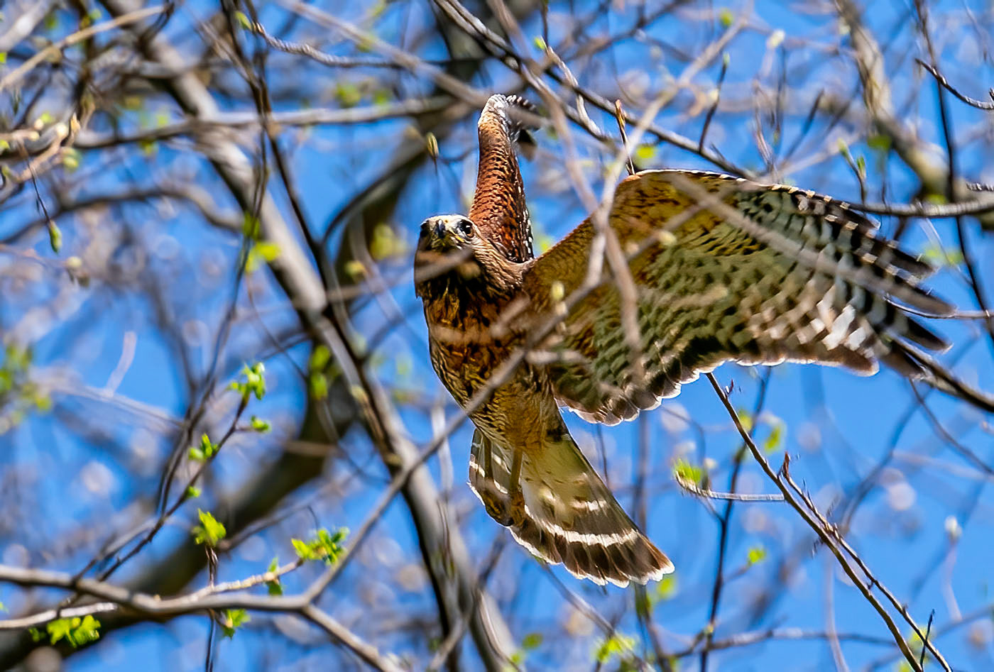 A Red-shouldered Hawk navigates through budding branches. (Springfield, VA)