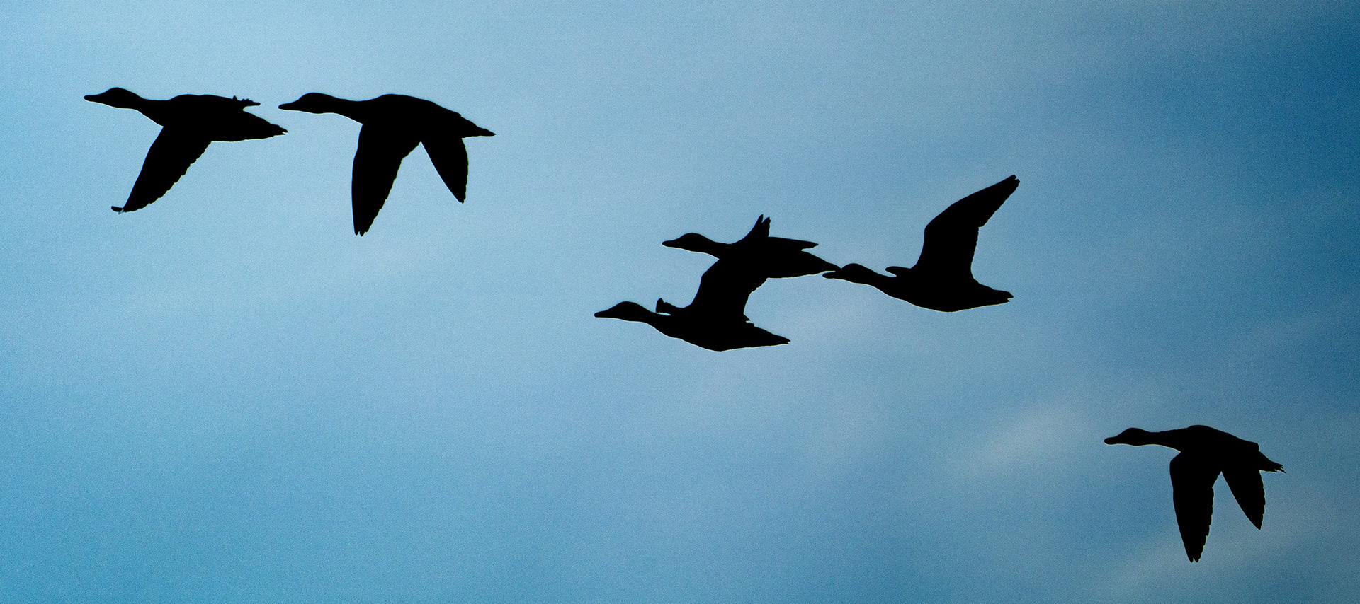 A flock of Mallards on an early morning flight. (Alexandria, VA)