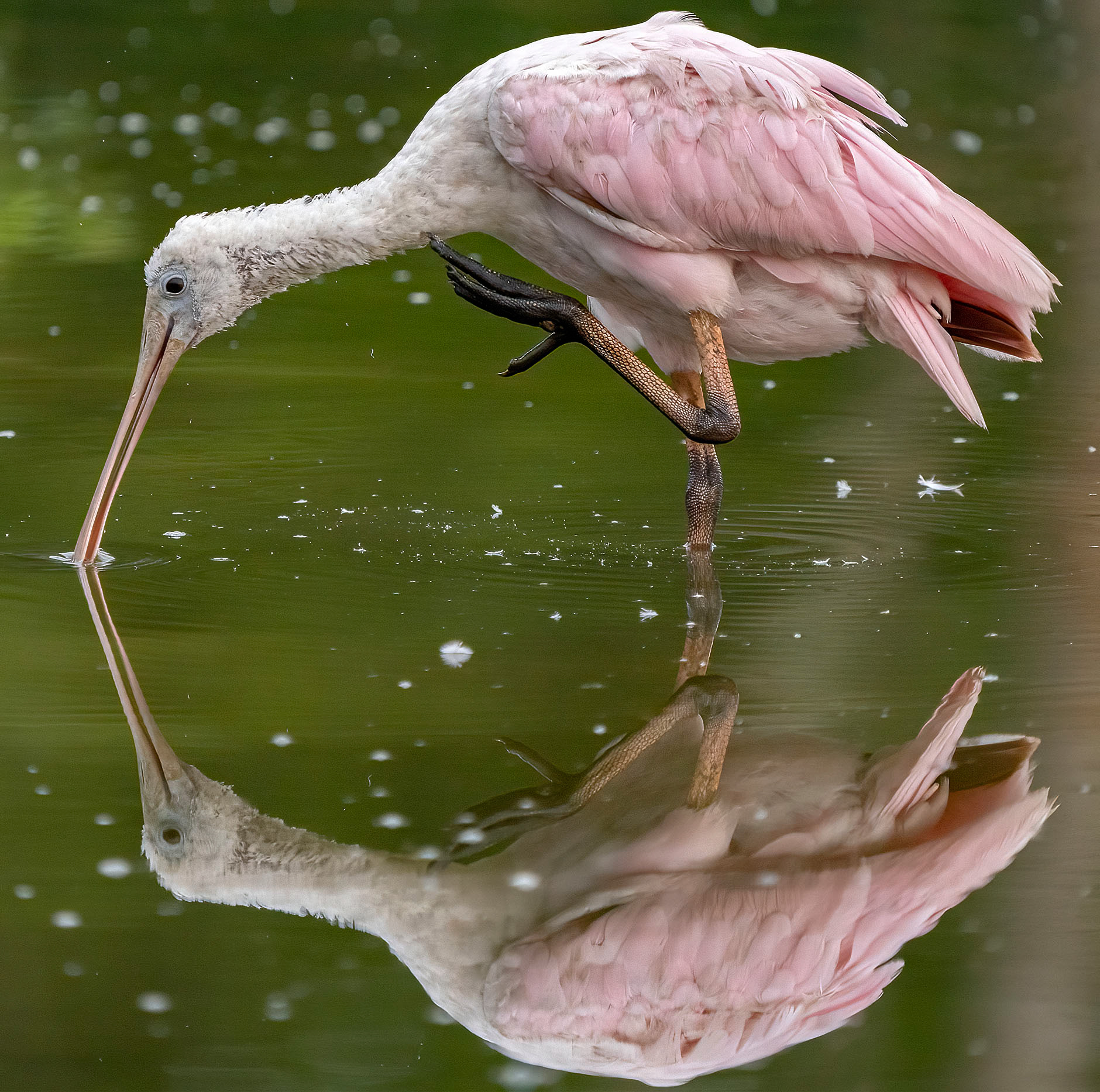 A quick break to scratch an itch.