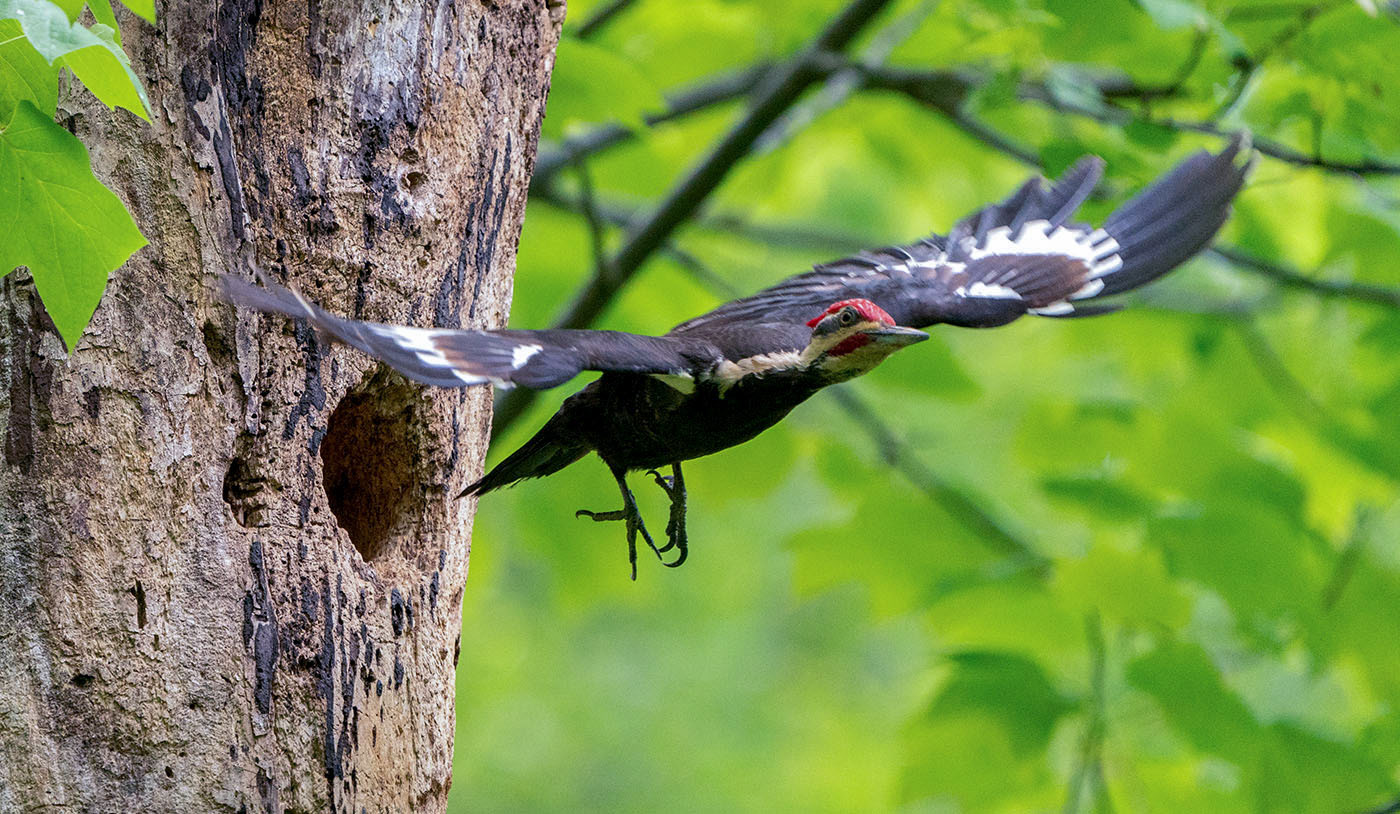 A male Pileated Woodpecker flies from its nest. (Springfield, VA)