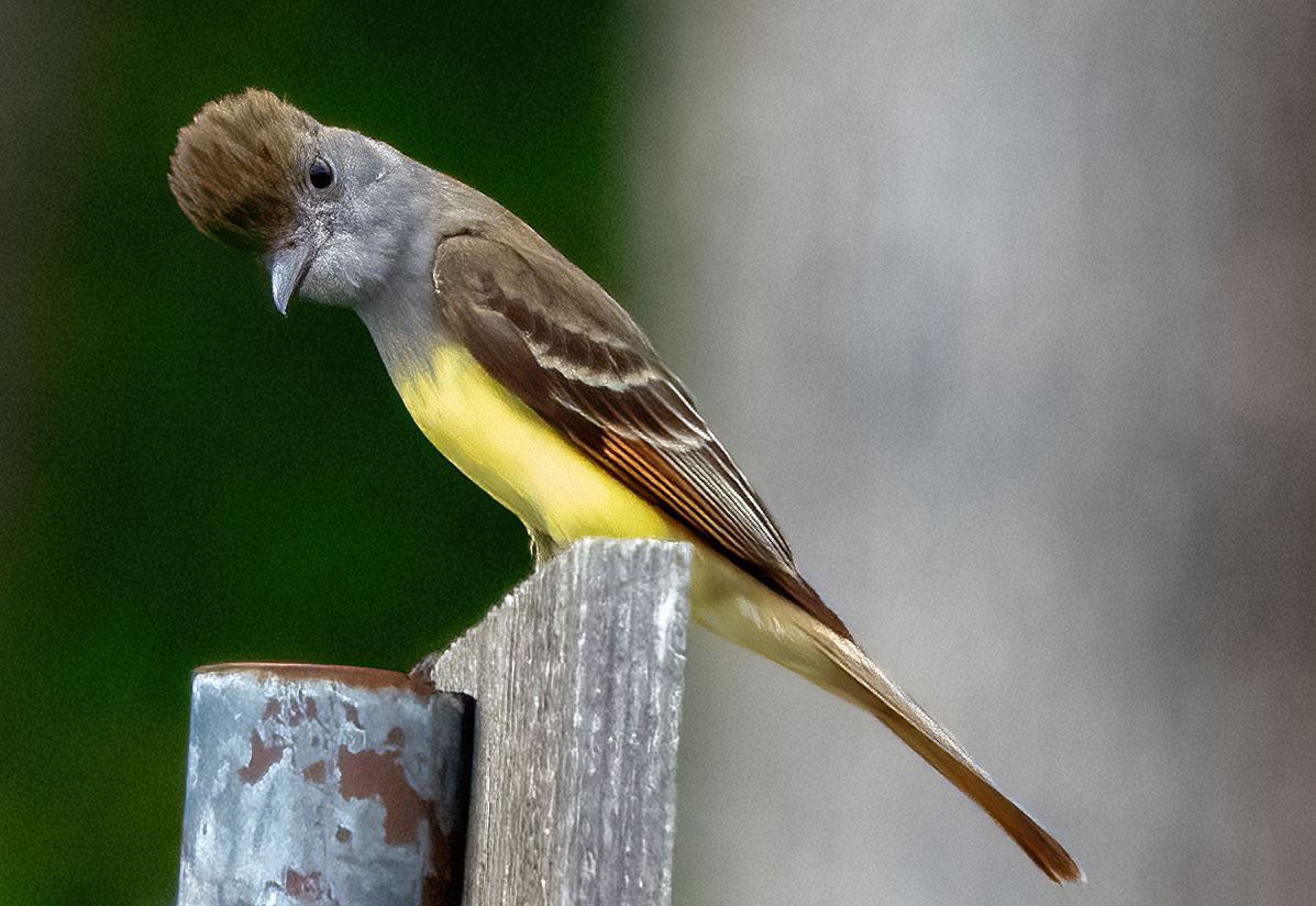 A Great Crested Flycatcher shows of his 'do. (Alexandria, VA)