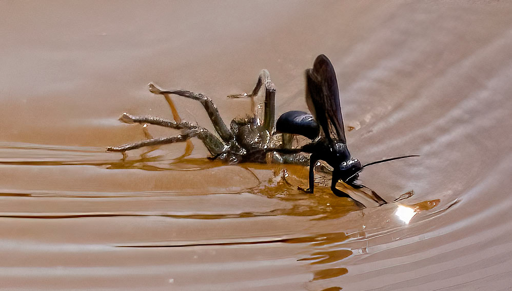 A Blue-black Spider Wasp tows a paralyzed Wolf Spider across a marsh pond, presumably to a burrow on the other side where it will lay an egg on the paralyzed spider. Then the wasp will cover the burrow and allow the wasp larva to grow while feeding on the spider. (Lorton, VA)