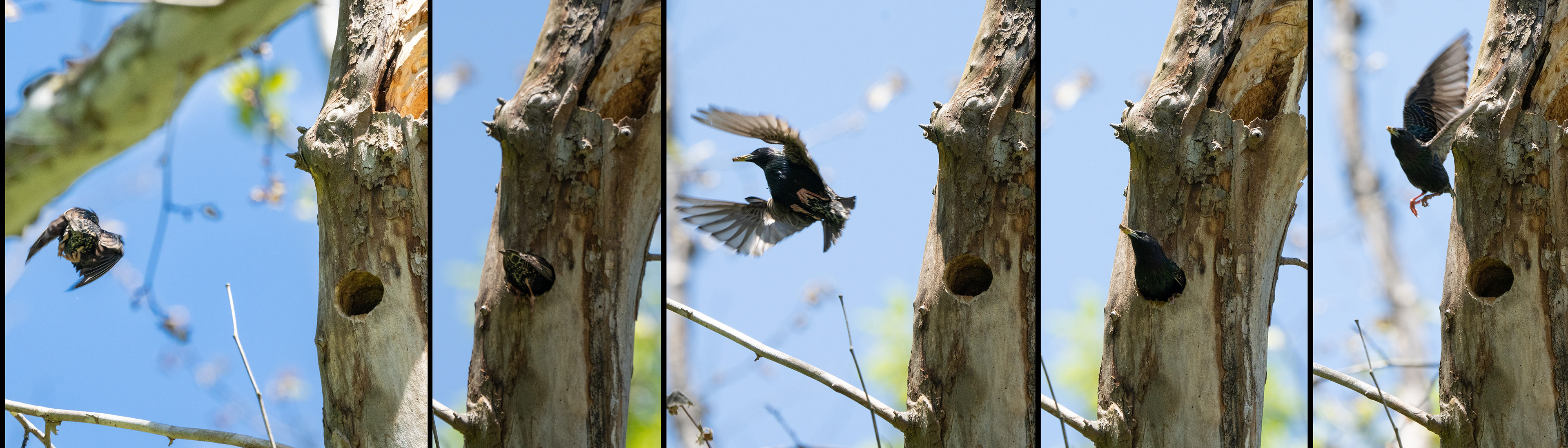 All day the starlings come and go at the nest. There are signs of excavation and nest-building. It is unknown how many Red-belly eggs or chicks occupy the nest.