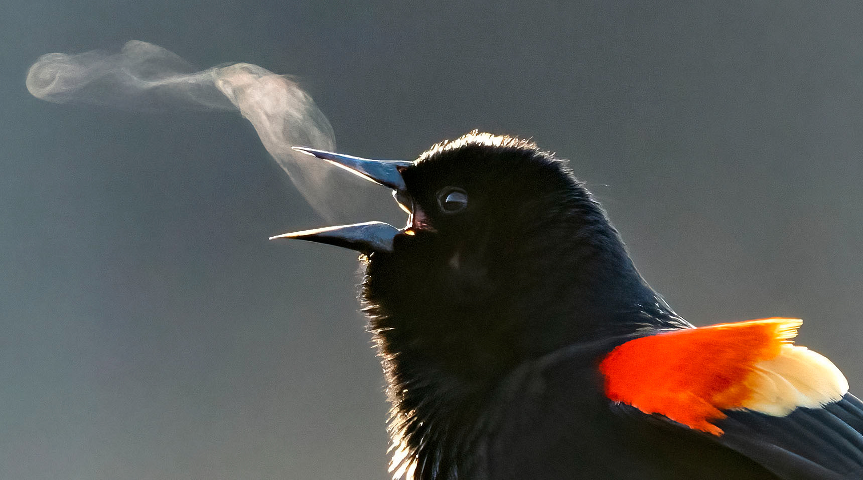 A Red-winged Blackbird appears to blow a smoke ring as it sings in the cold morning air. (Alexandria, VA)
