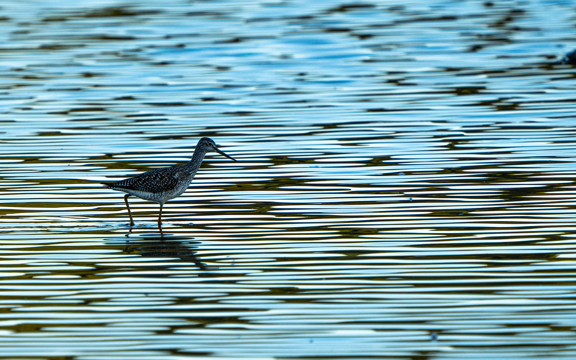 A Greater Yellowlegs hunts for a meal in the early morning light. (Alexandria, VA)