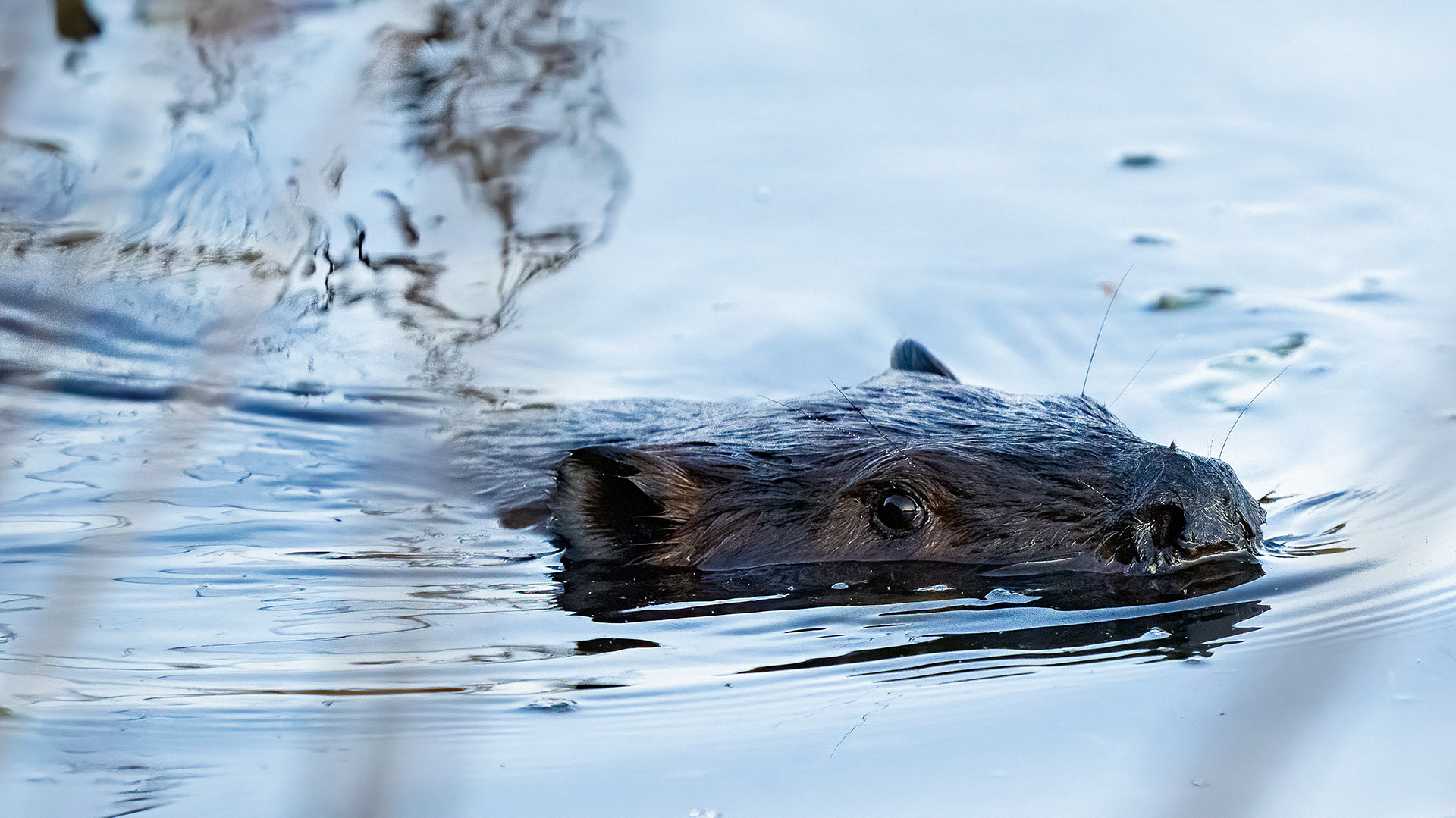 Odd little beaver--Beavering throughout the day--I’m glad I’m not you. (Alexandria, VA)