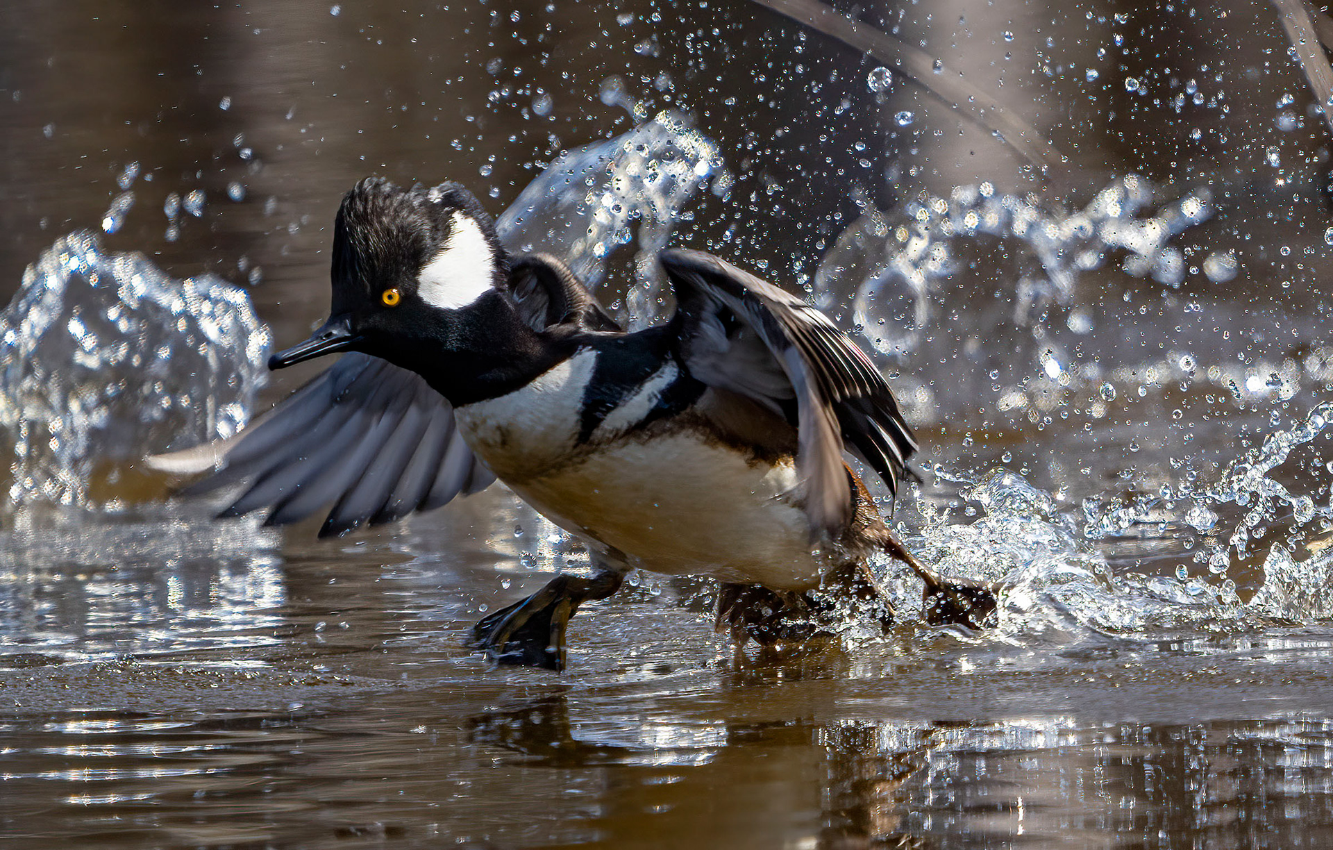 A male Hooded Merganser starts its take-off run. (Alexandria, VA)