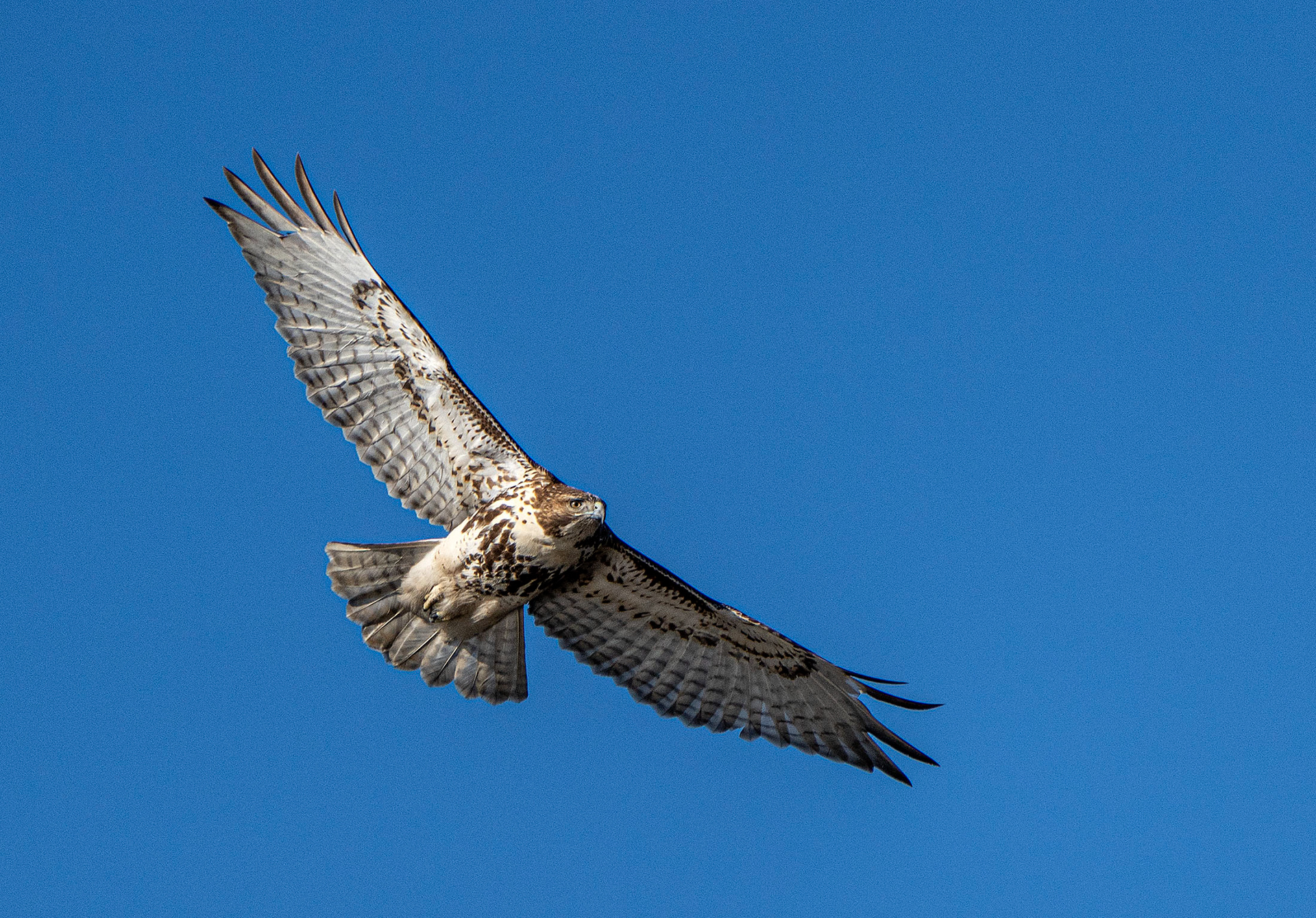 A Red-tailed Hawk searches for a potential meal. (Alexandria. VA)