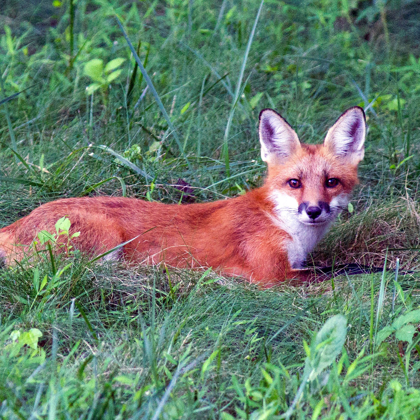 Red Fox relaxing in the grass. (Springfield, VA)