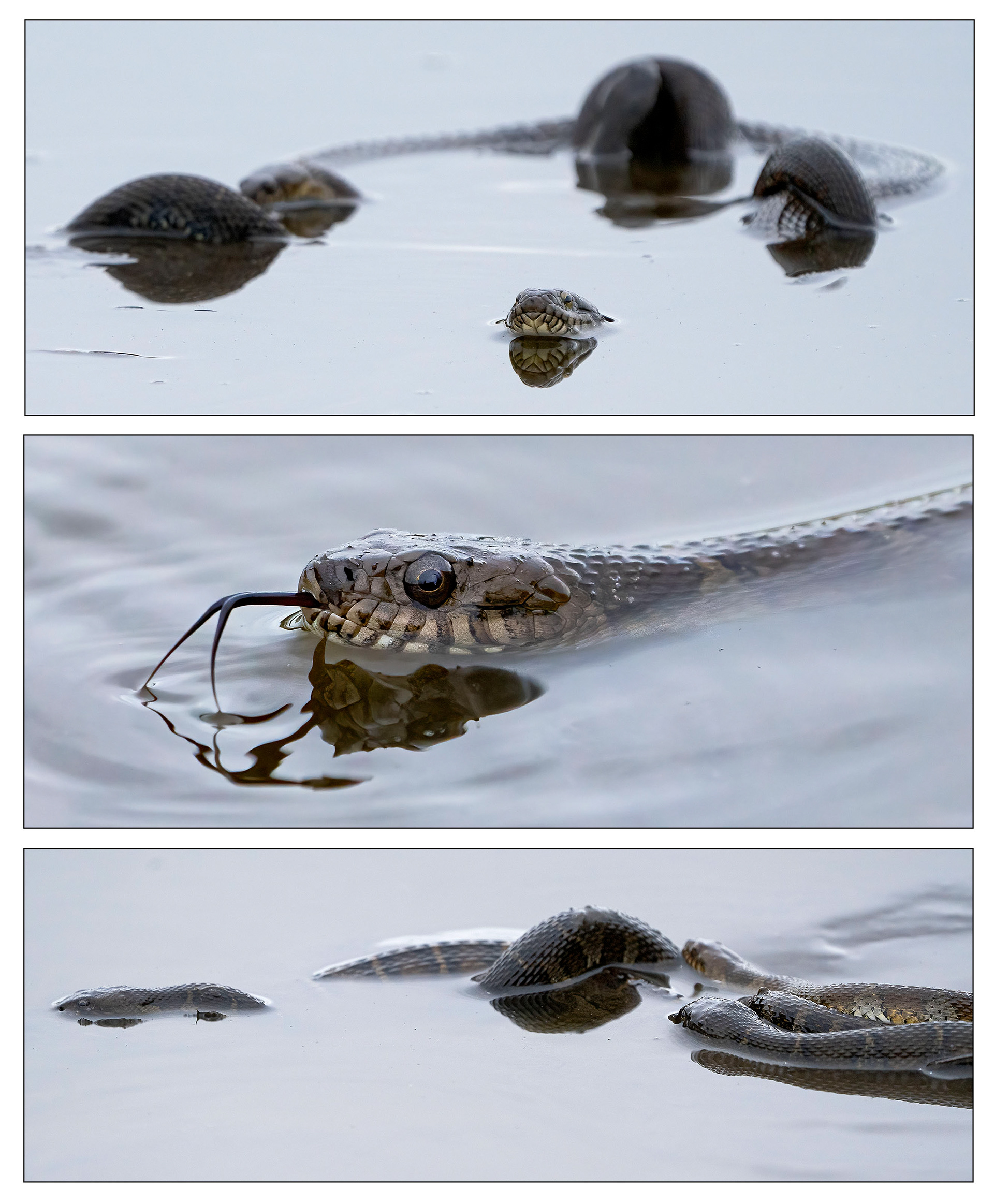 Common Water Snakes intertwine as they swim, frolic, and chase minnows in a very small pond. (Blackwater National Wildlife Refuge, MD)