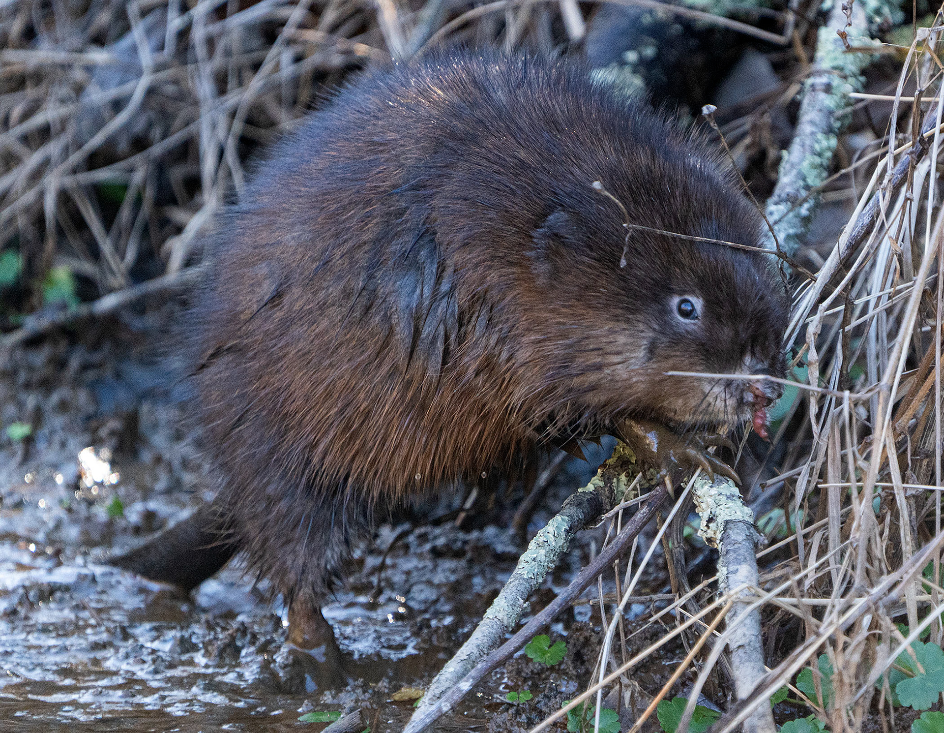Was it Journey that sang, “Don’t stop...beav-er-ing”,? Yeah, sure, it’s a muskrat, but, I mean, really. Look at the thing. Sooo beavery. (Alexandria, VA)