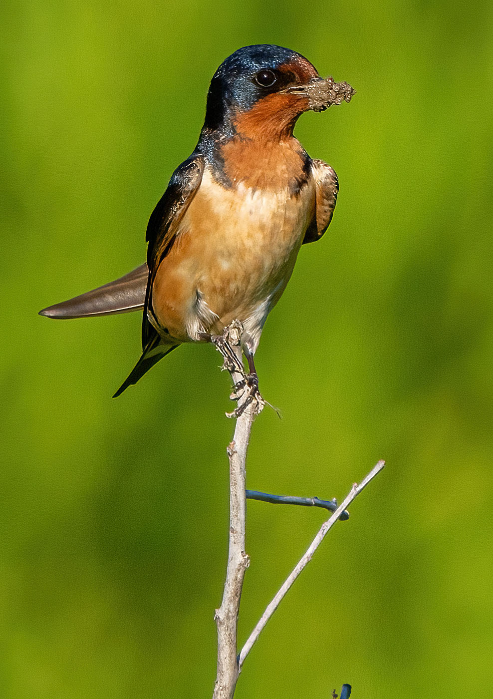 Ummm, you have a little...uh, something...on your, uh, chin there. Barn Swallow (Alexandria, VA).