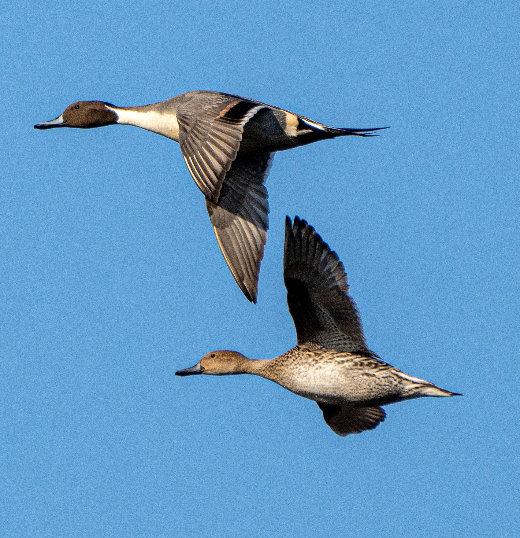 A pair of Northern Pintail ducks head for another pond. (Alexandria, VA)