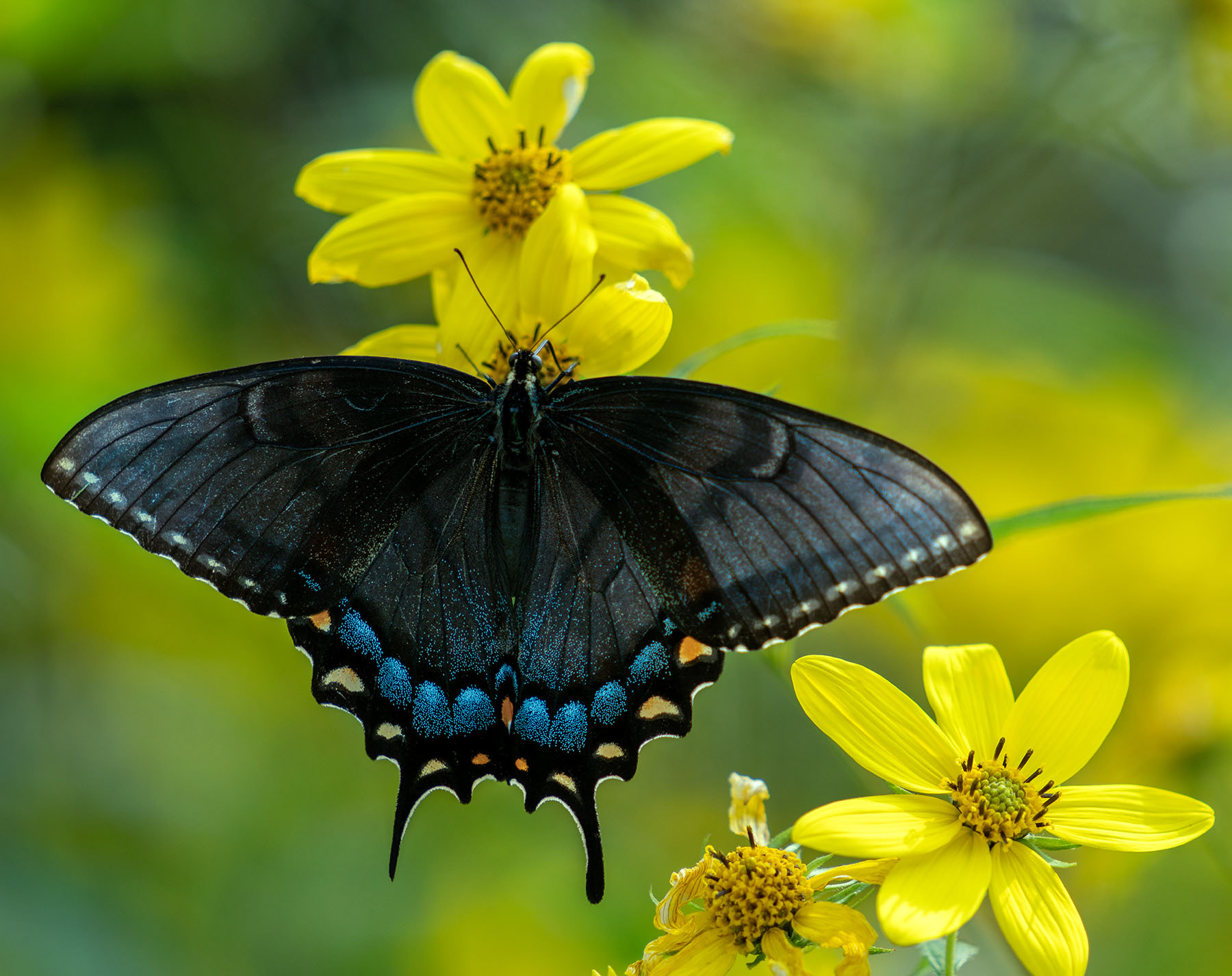 A female Eastern Tiger Swallowtail Butterfly feeds on Bearded Beggarticks. (Shenandoah National Park, VA)