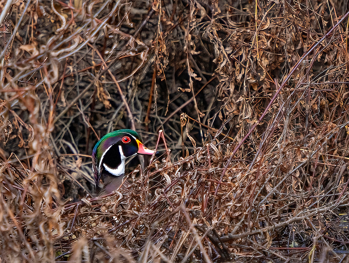 A drake Wood Duck makes its way though grasses. (Alexandria, VA)