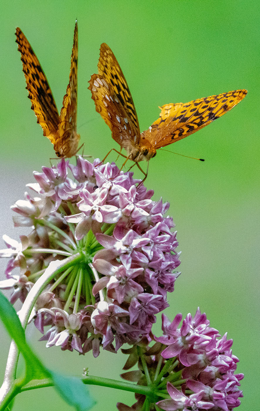 Great Spangled Fritillary Butterflies feed on a Purple Milkweed. (Alexandria, VA)
