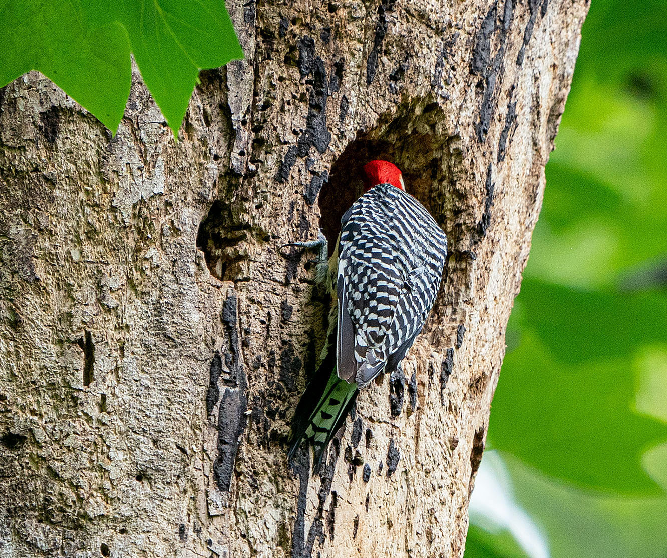A Red-bellied Woodpecker investigates the cavity...