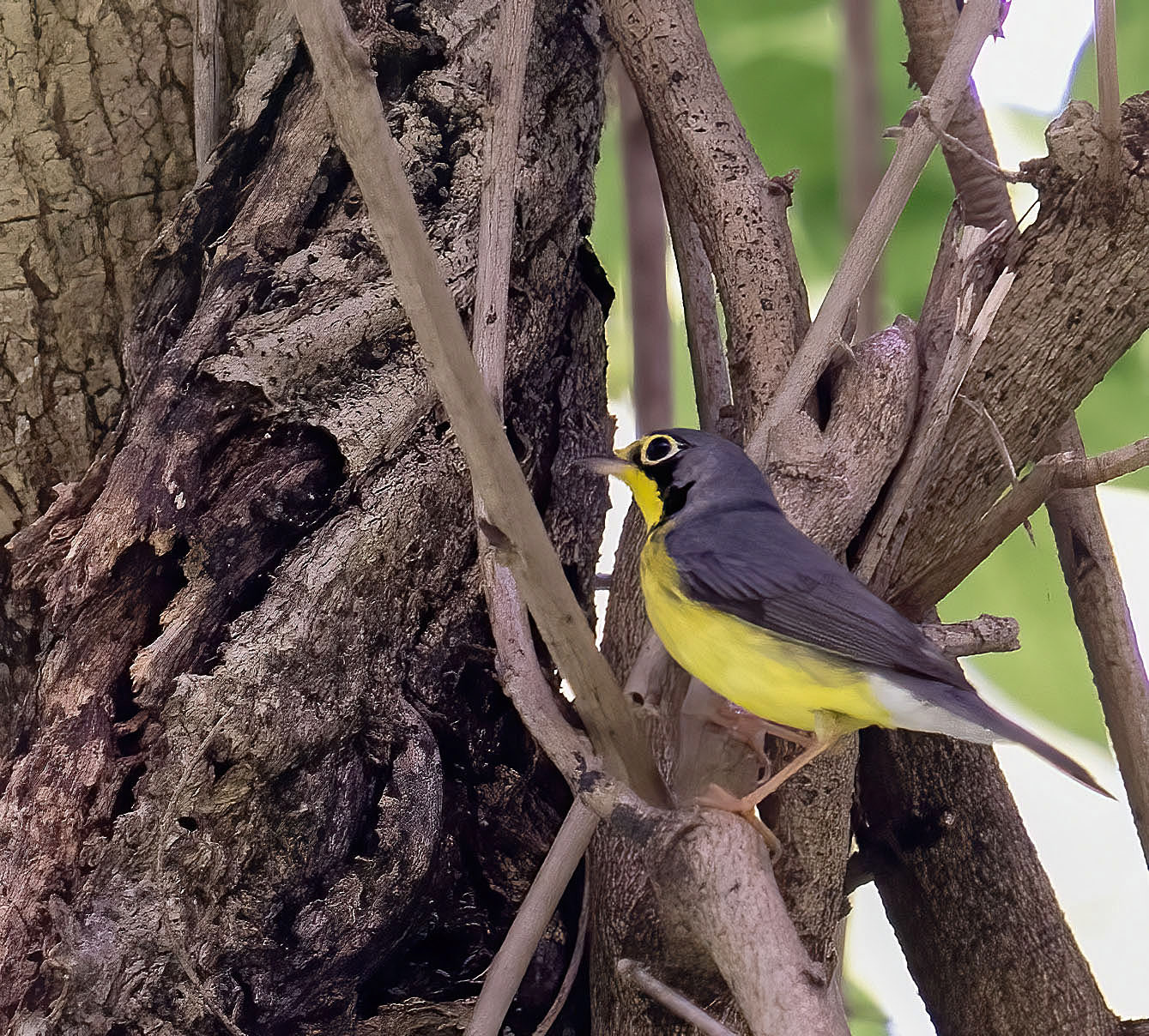 Canada Warbler (Springfield, VA)