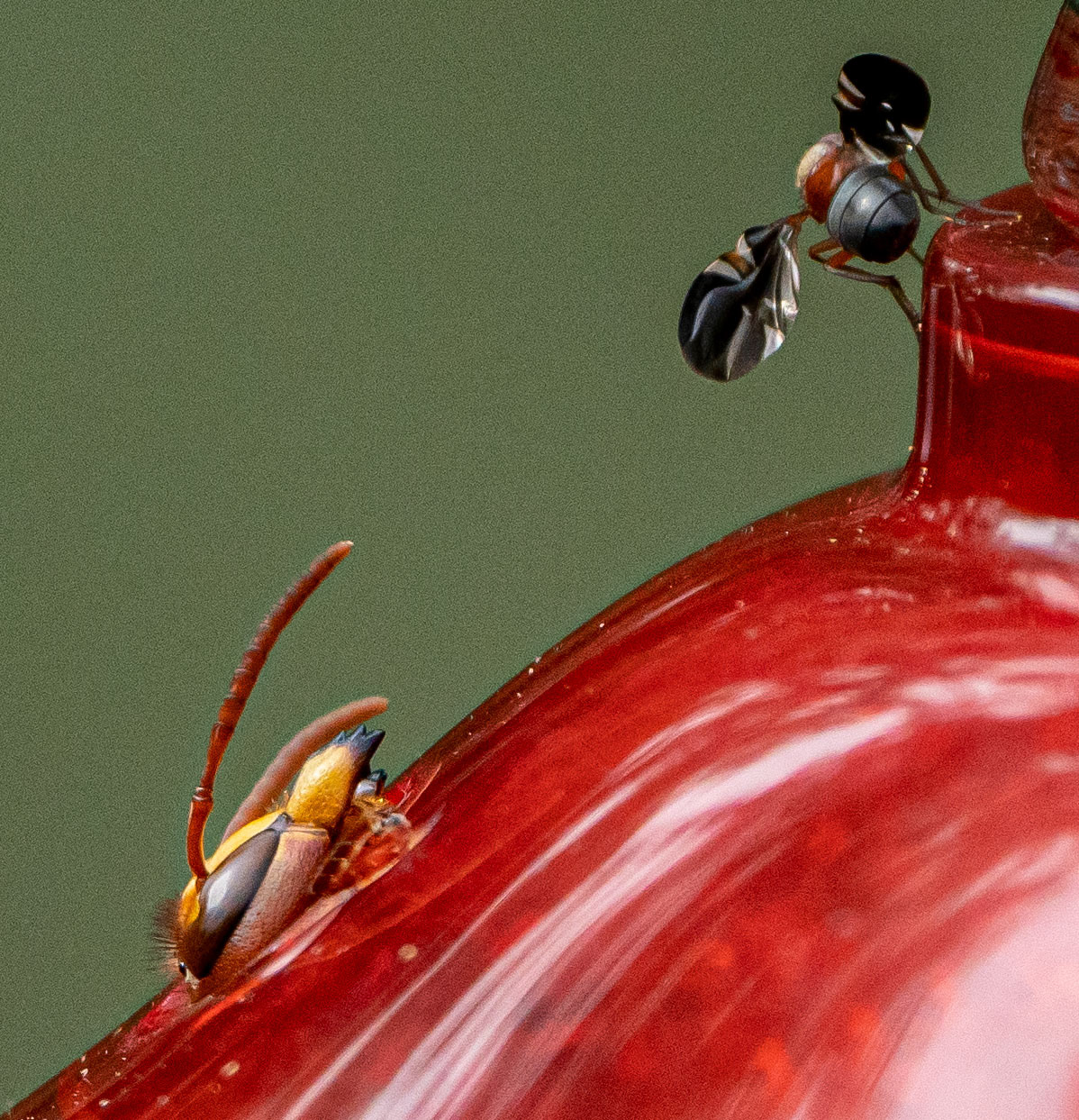 A European Hornet eyeballs a Picture-WIng fly as the hornet exits from the feeding hole of a hummingbird feeder. (Springfield, VA)