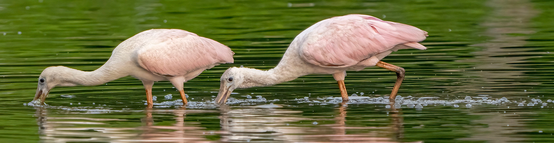 The pair of spoonbills feed in tandem.