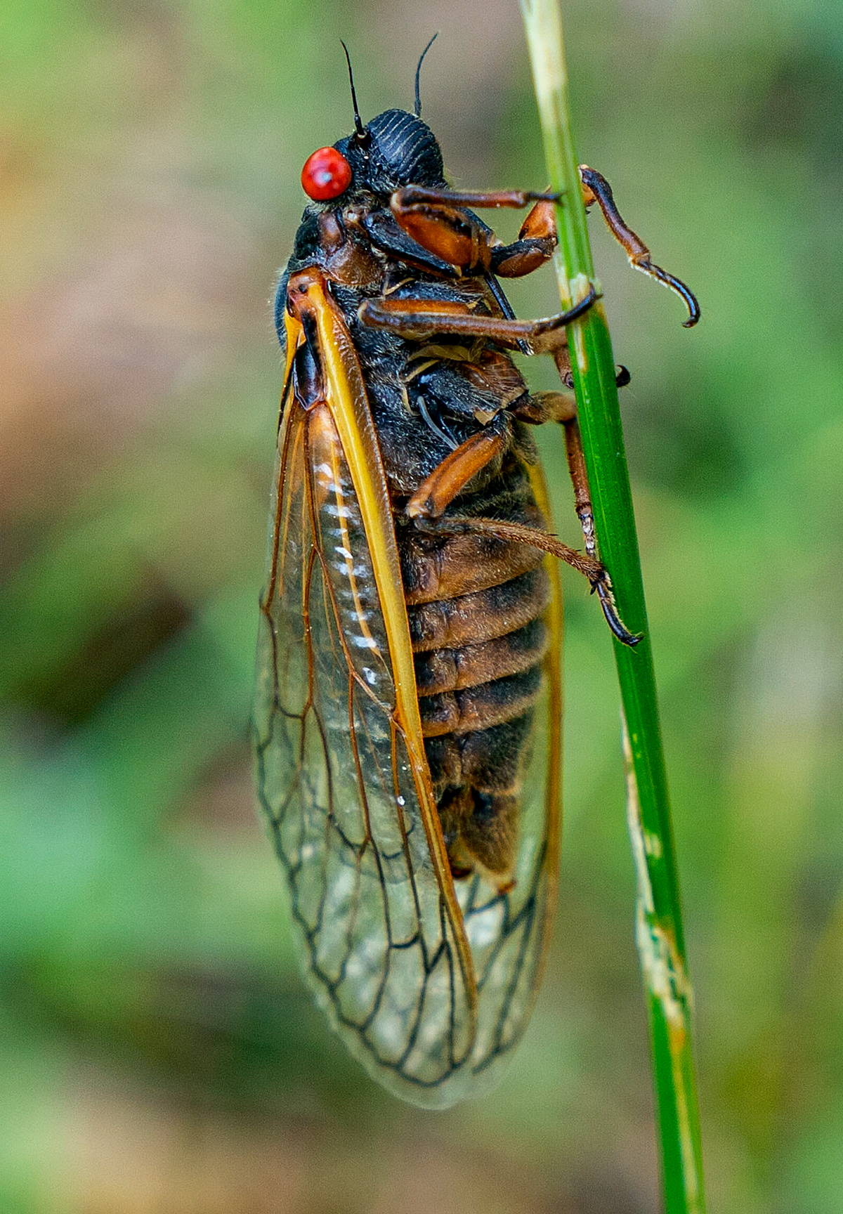 A fully developed adult.