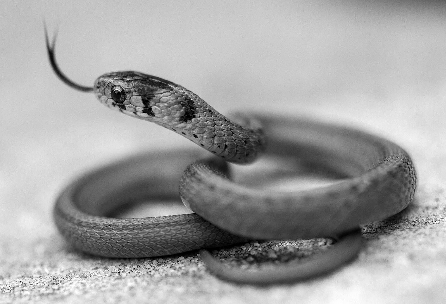 Southeastern Crowned Snake (Springfield, VA)
