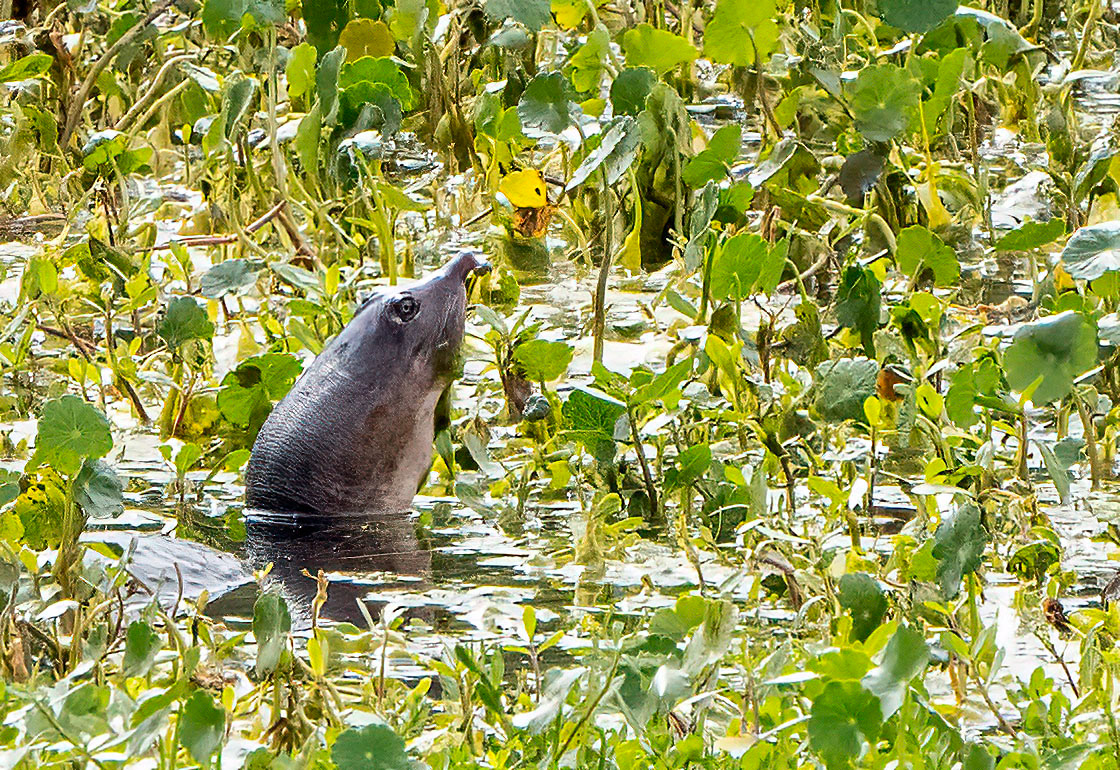 A Florida Softshell Turtle pops up for a look around the pond. (Bradenton, FL)