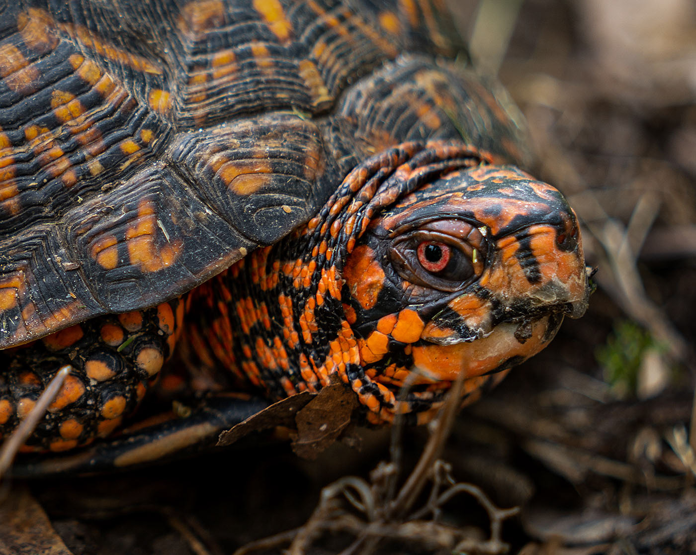 A Red Box Turtle is...red. (Springfield, VA)
