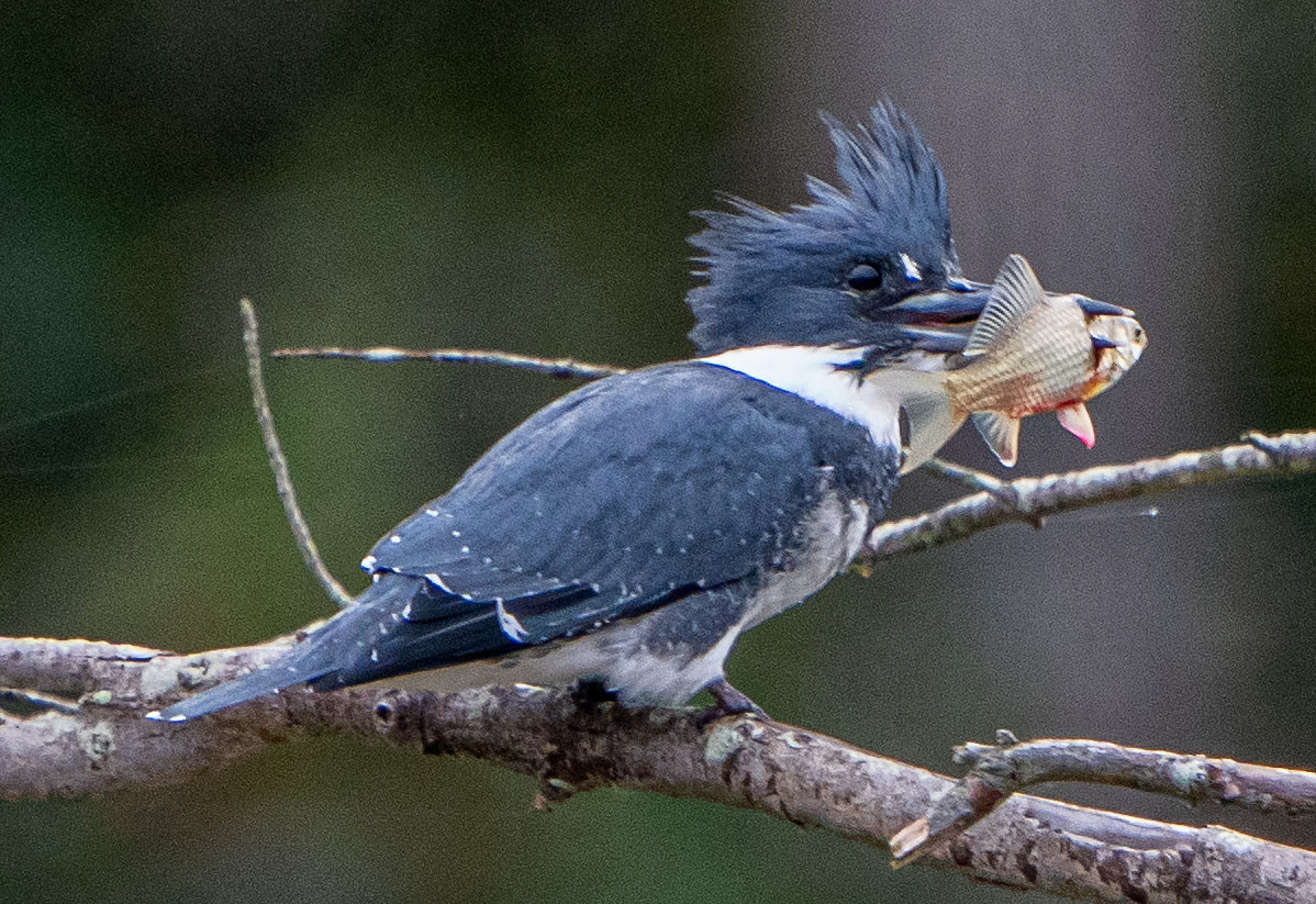 The kingfisher takes its freshly speared catch to a tree to beat and stab it into an edible meal.