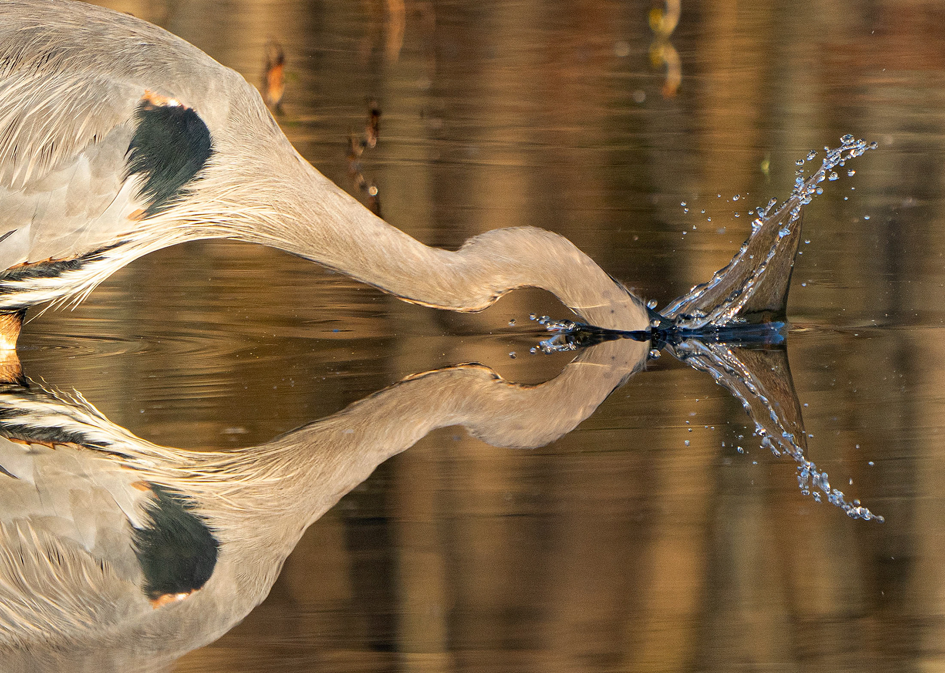 A Great Blue Heron makes a lunge for a meal. (Alexandria, VA)