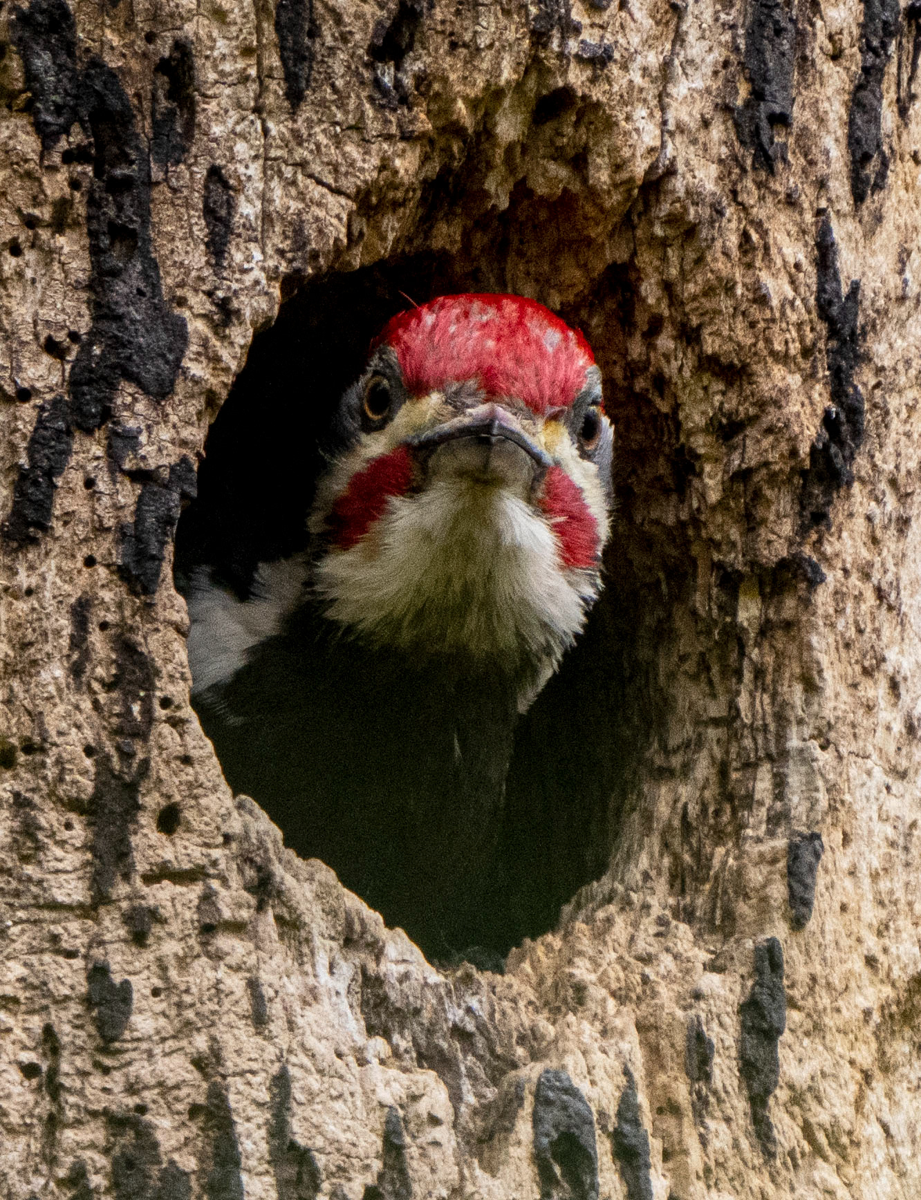 The woodpeckers began spending a lot of time, individually, inside the nest.
