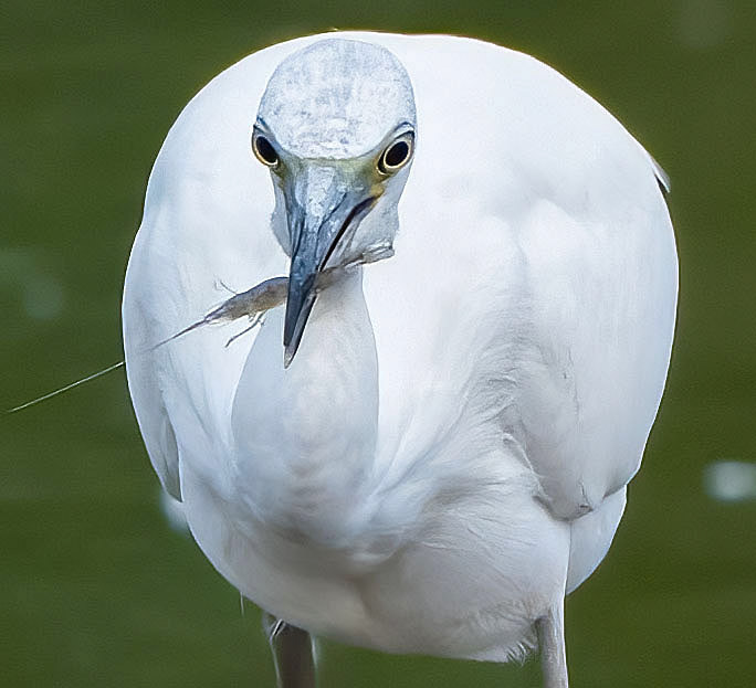 A Little Blue Heron snags a shrimp. (Alexandria, VA)