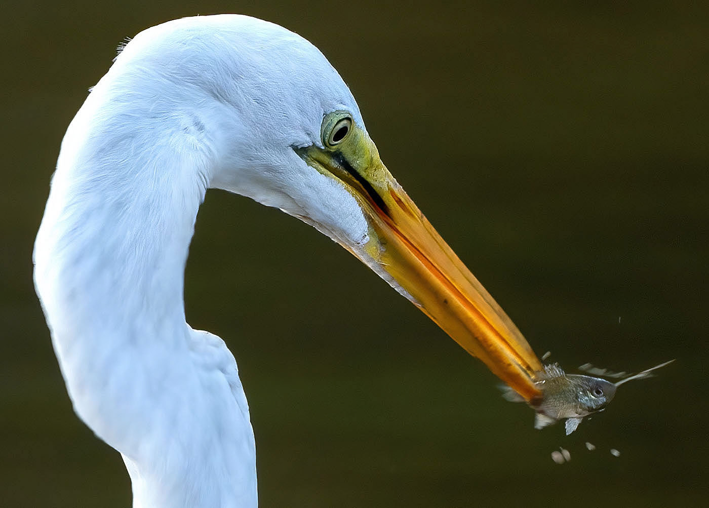 A Great Egret and its catch. (Alexandria, VA)