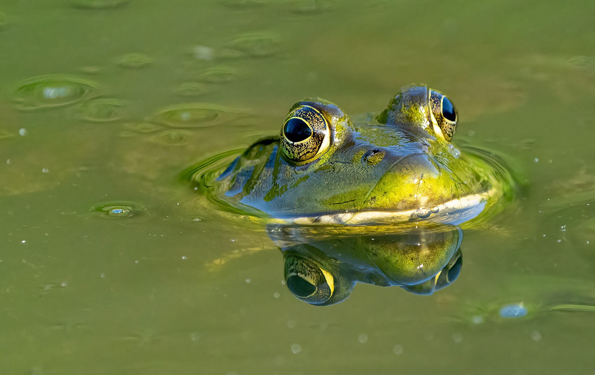 Not really a friend of mine, just another bullfrog. (Alexandria, VA)
