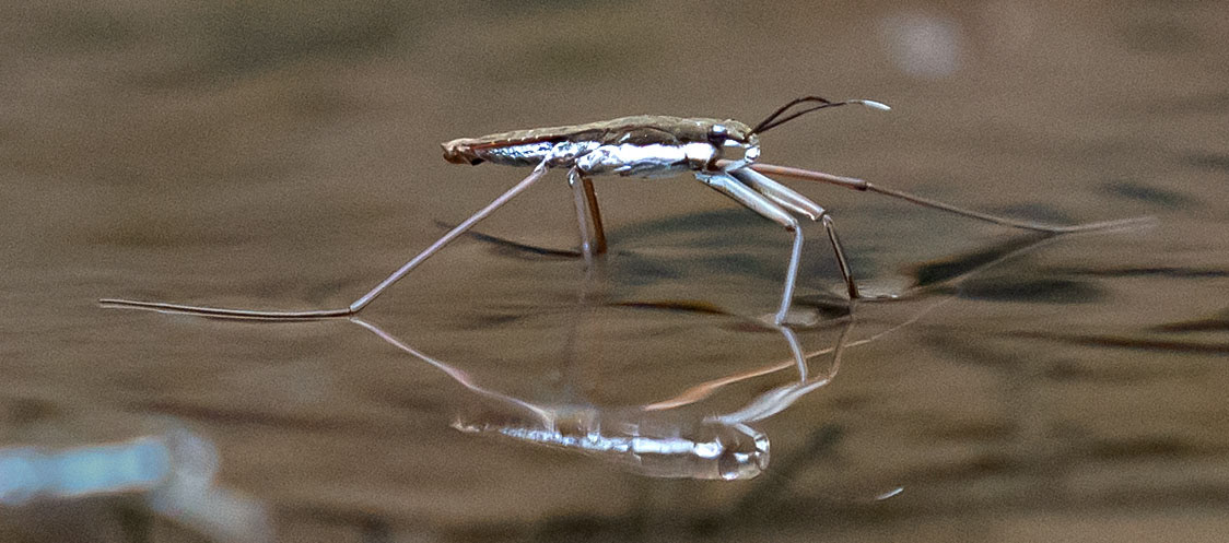A Common Water Strider strides on water. (Lost River State Park, WV)