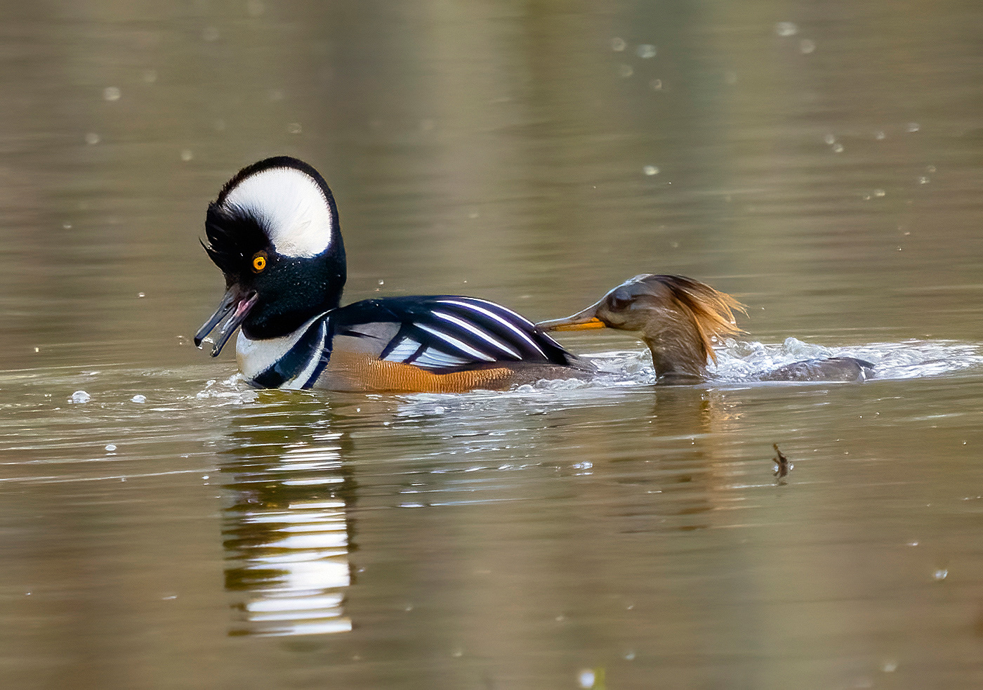 A mating pair of Hooded Mergansers during an afternoon paddle. (Alexandria, VA)
