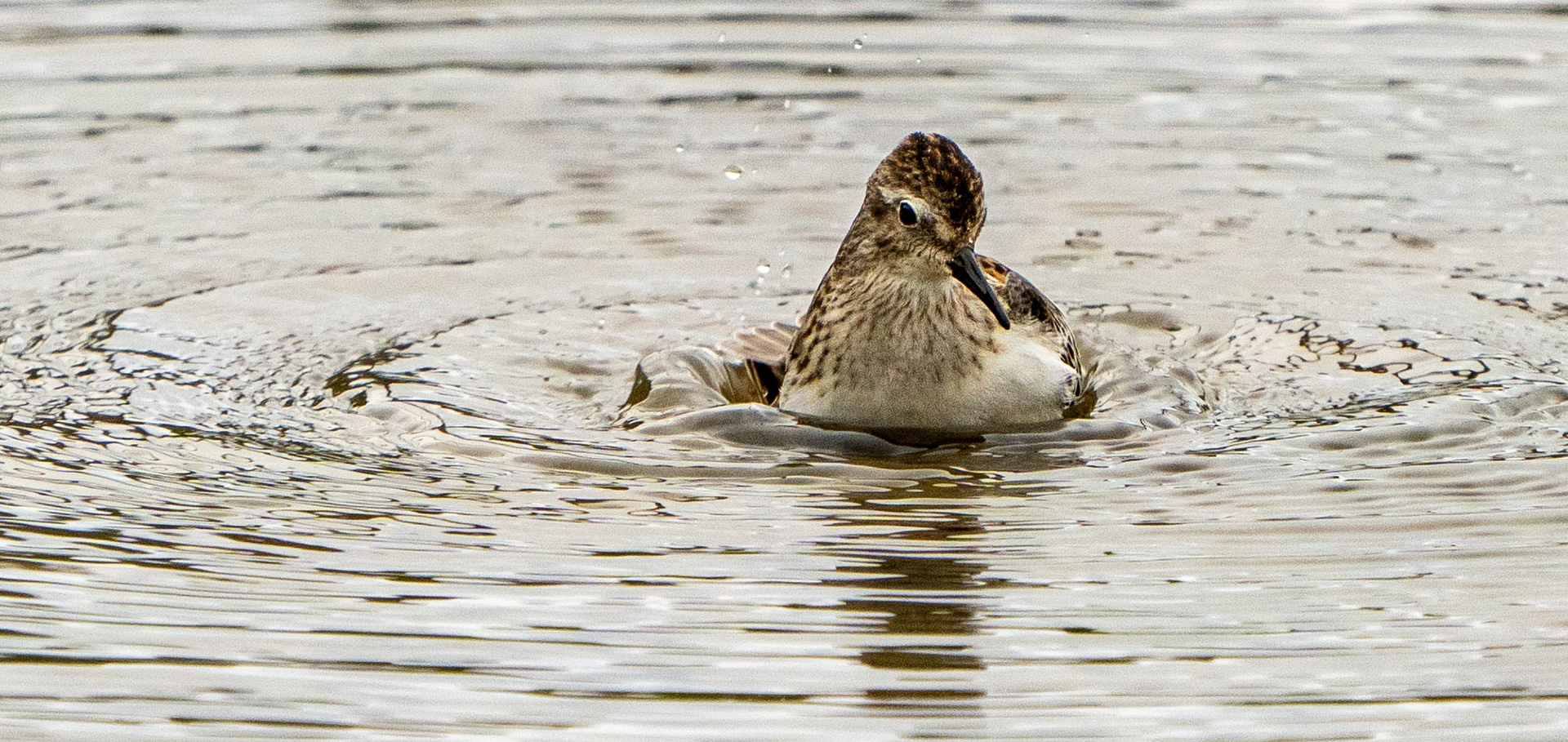 Bath time for a Least Sandpiper. (Alexandria, VA)