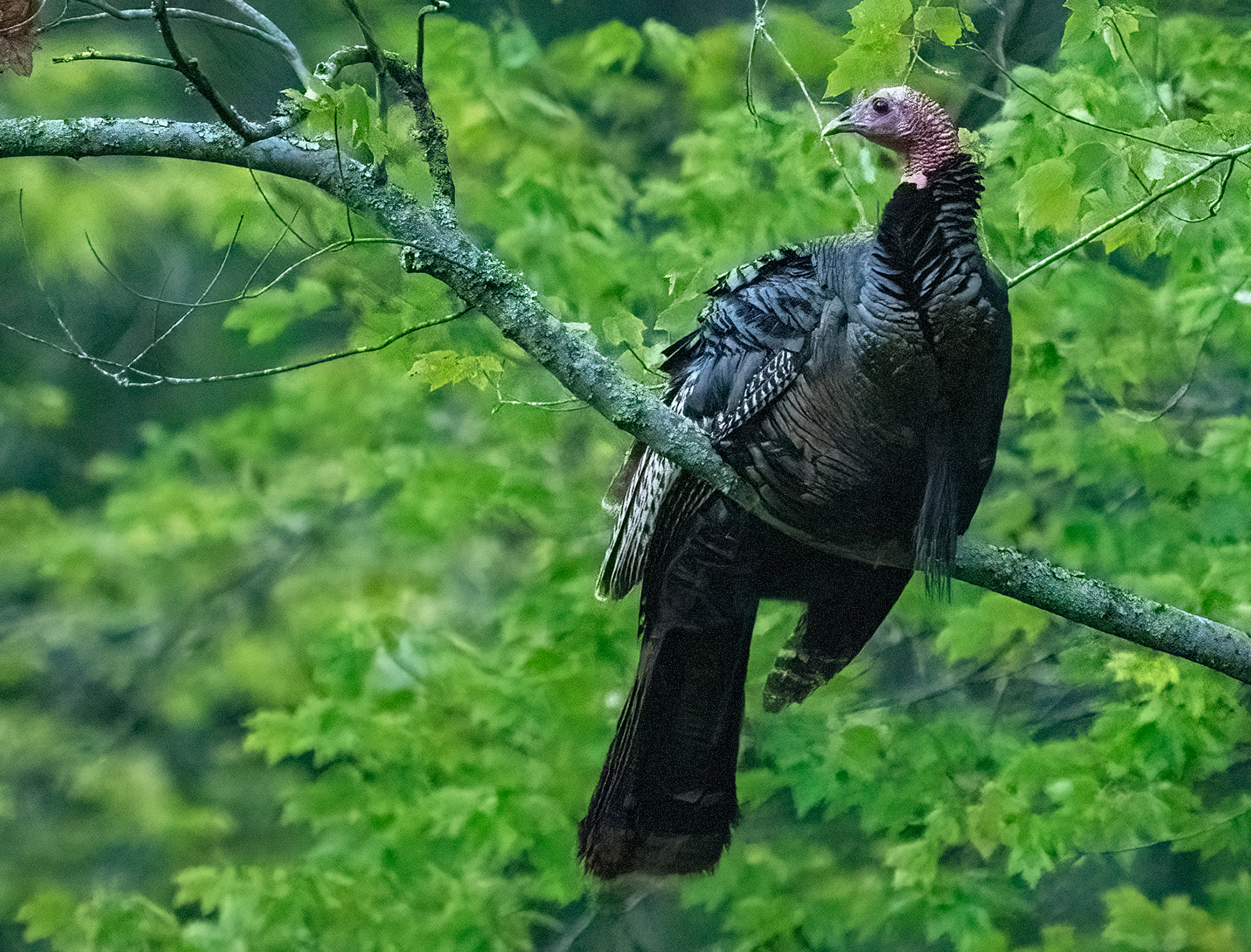 A young tom turkey perches just after sunrise. (Alexandria, VA)