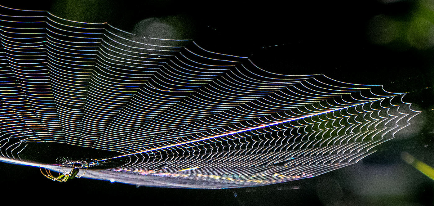 An Orchard Spider weaves its web in morning light. (Alexandria, VA)