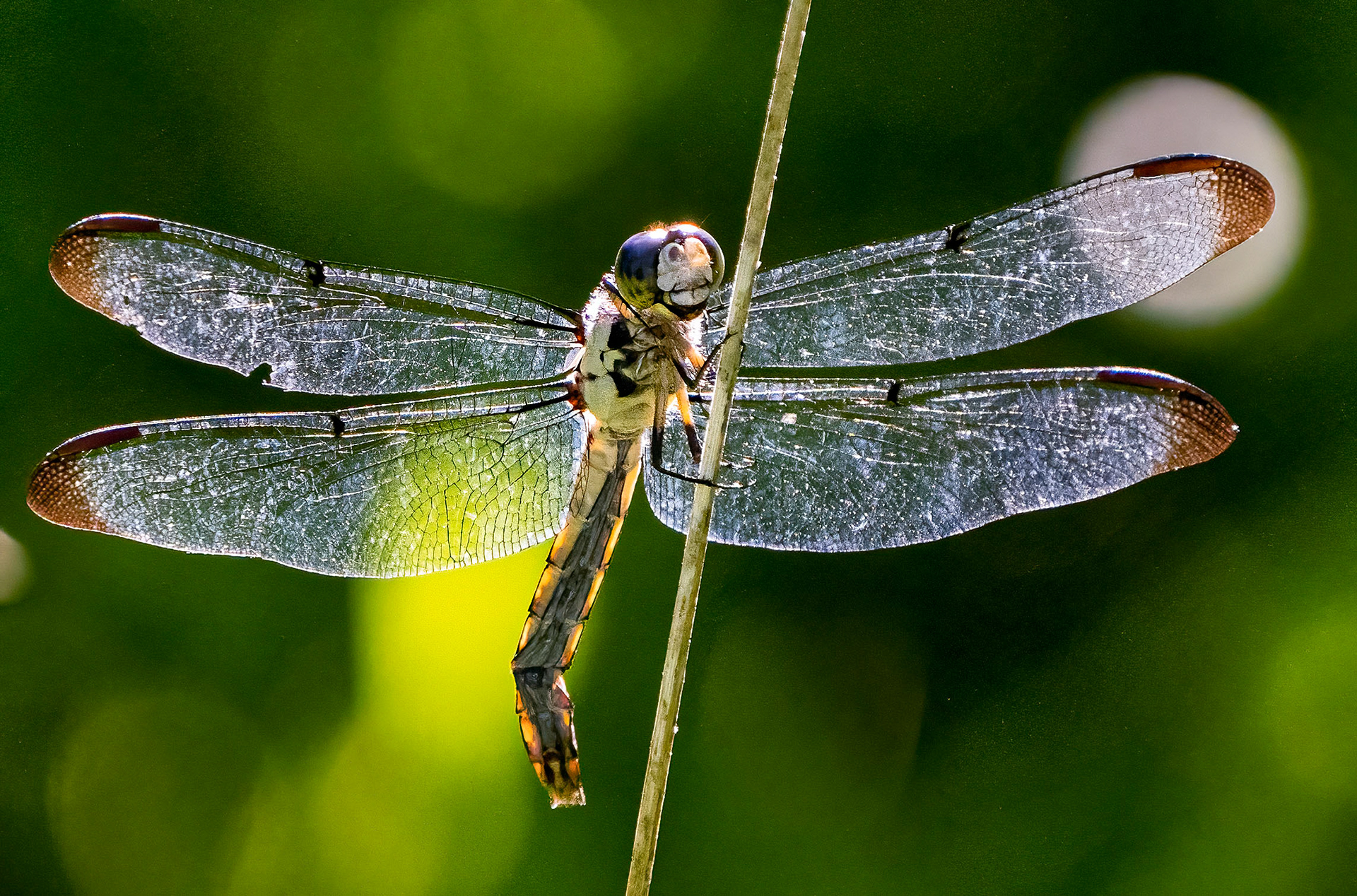 A Blue Dasher dragonfly at rest. (Alexandria, VA)