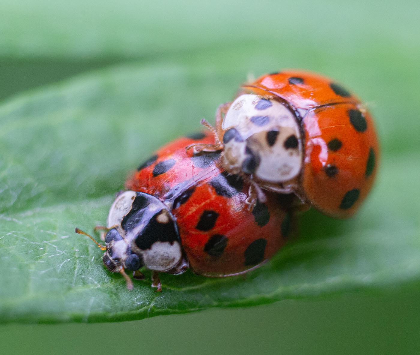 Asian Lady Beetles mate. (Springfield, VA)
