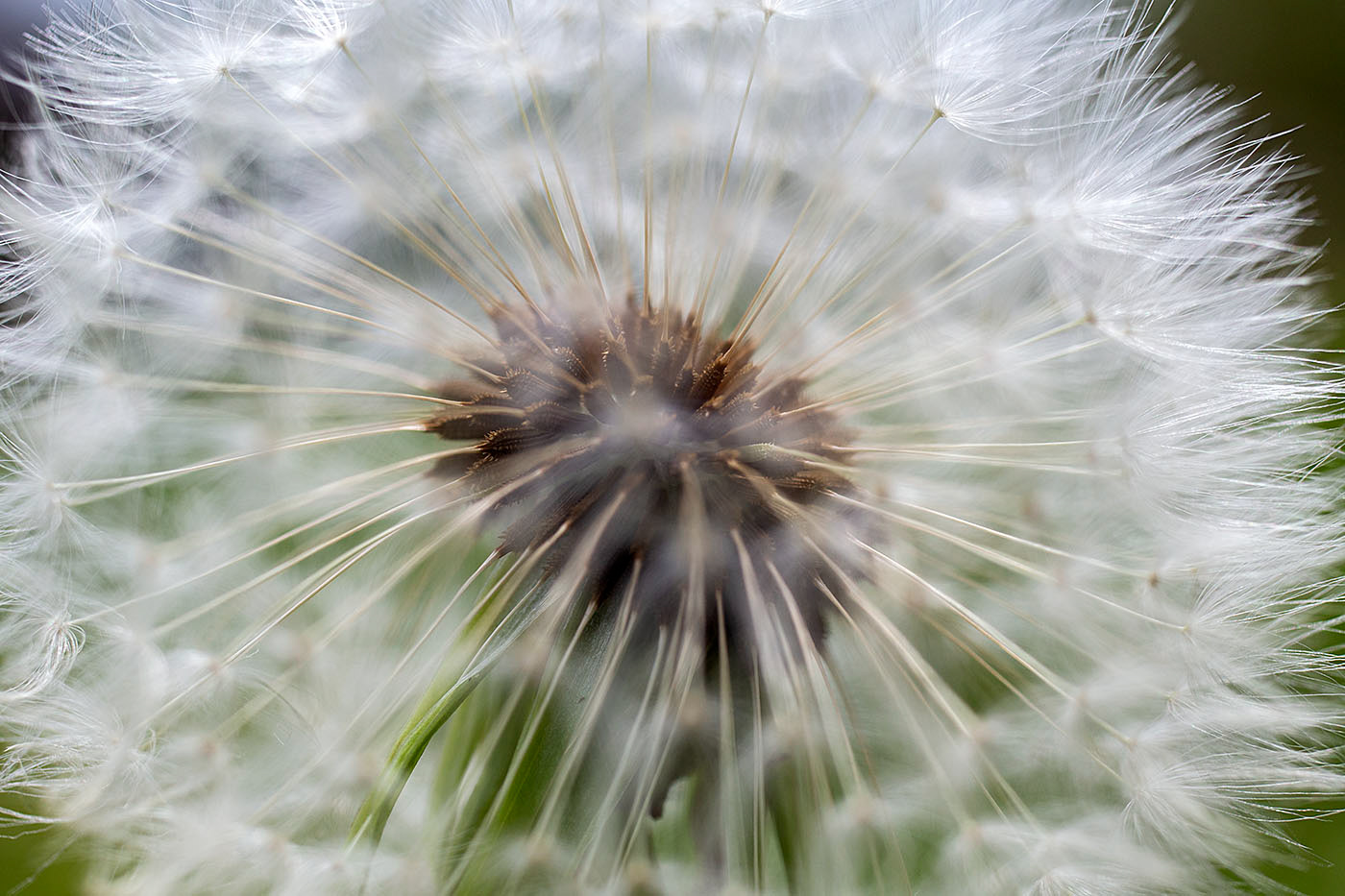 Looking into a Dandelion seedhead. (Springfield, VA)