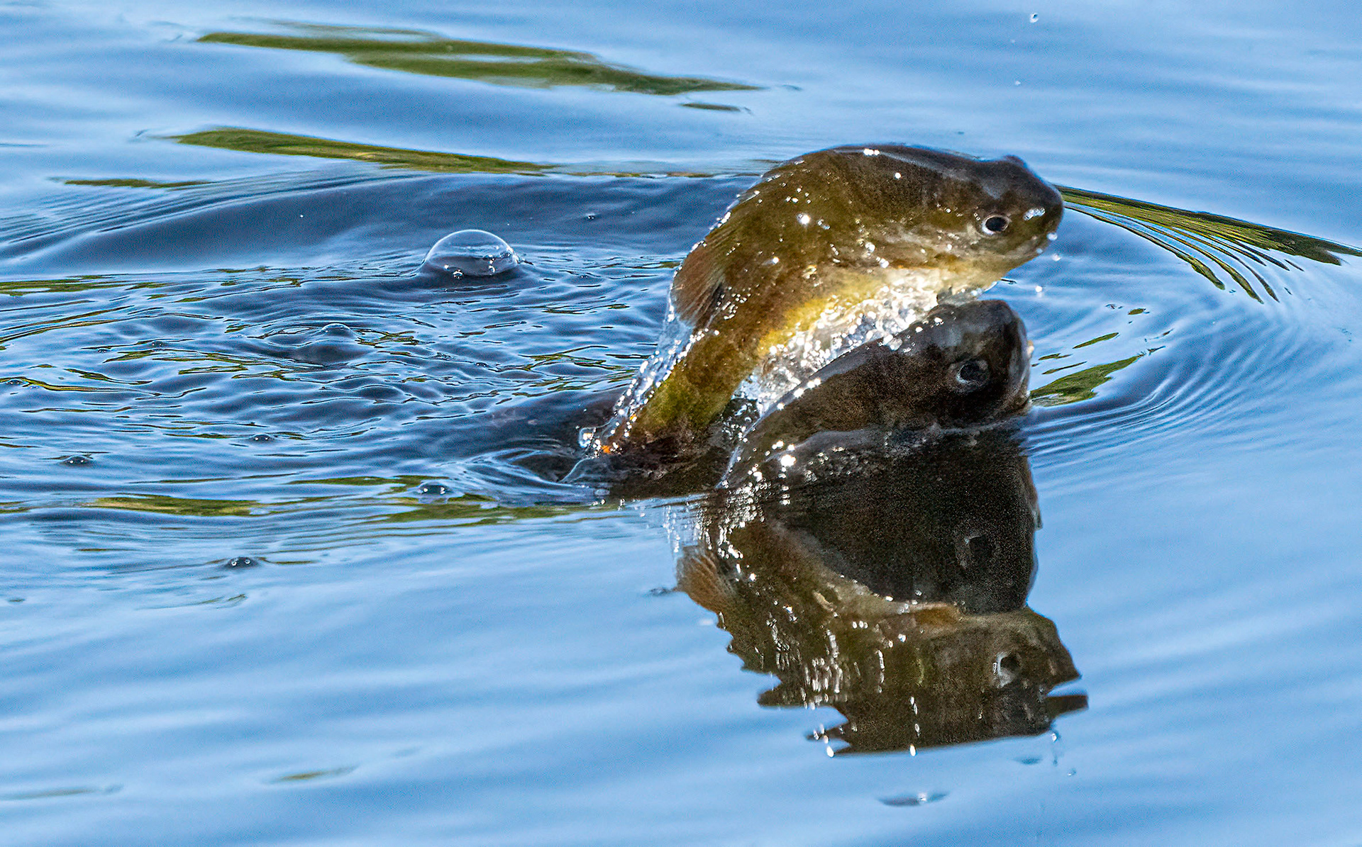 A little tiny fry goes over the top of another breaching baby fish. (Bradenton, FL)