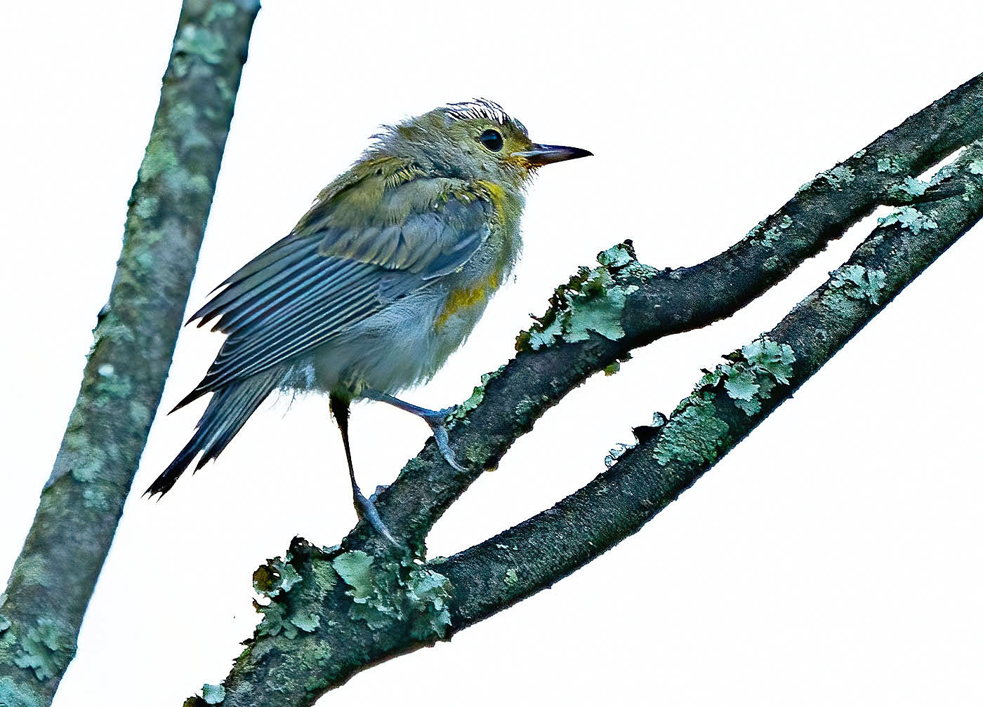 Fledgling Prothonotary Warbler waiting for a meal delivery (Alexandria, VA)