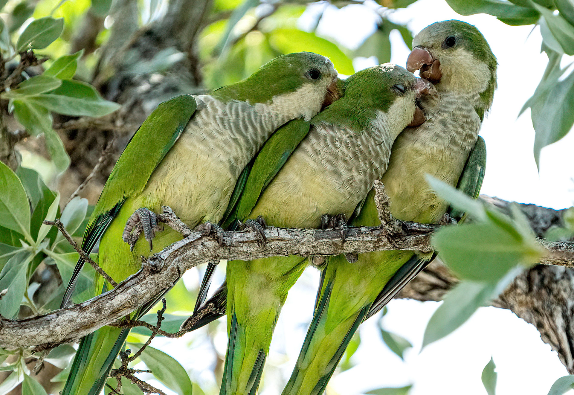 A trio of Monk Parakeets, aka Quaker Parrots, cozy up. (Cape Coral, FL)