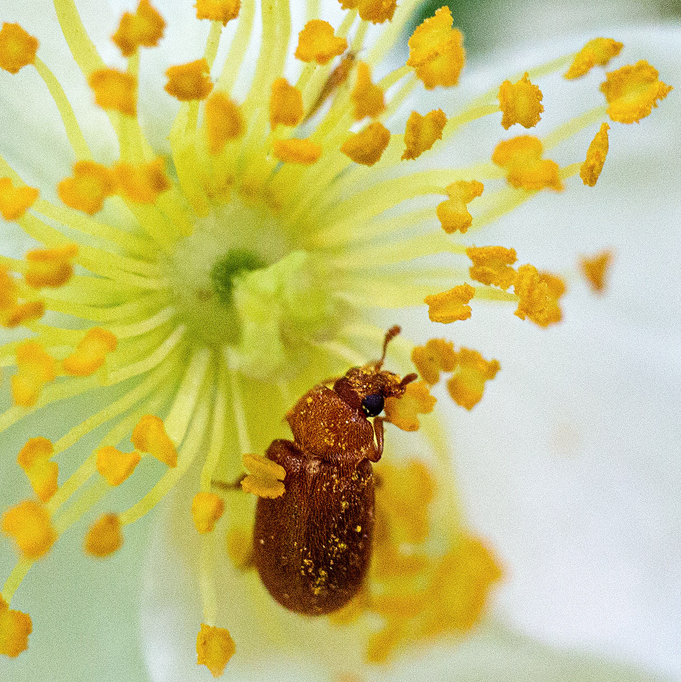 A Pollen Beetle eats pollen from the anther of a wild Multiflora Rose bloom. (Springfield, VA)