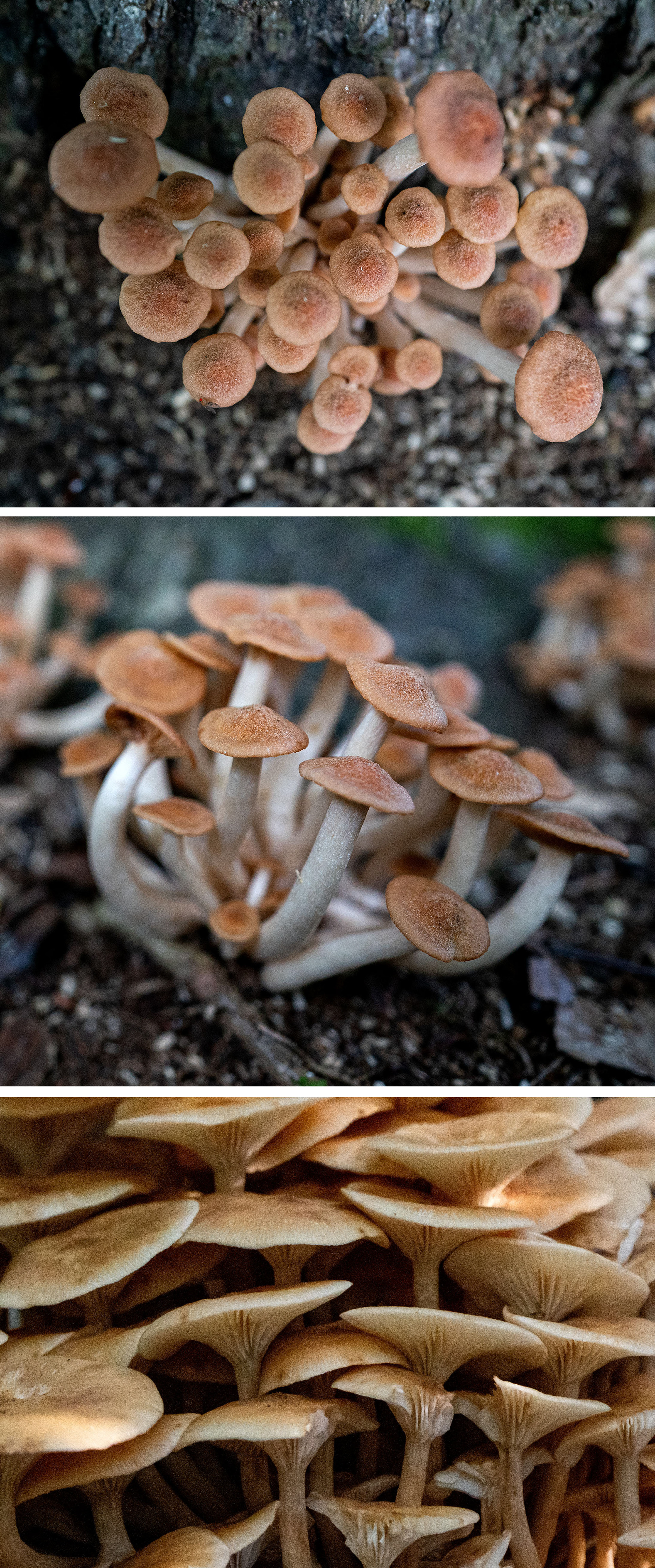 Honey Fungus, or Honey Mushroom, basidiocarp (the stem and cap or mushroom part of the fungus) sprouts in clusters on the forest floor and decaying wood. (Lorton, VA)