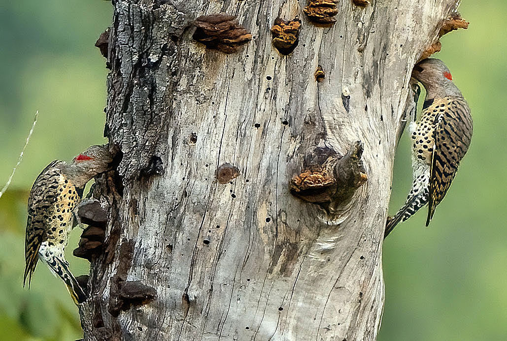 A pair of Northern Flickers take opposing positions on dinner. (Alexandria, VA)