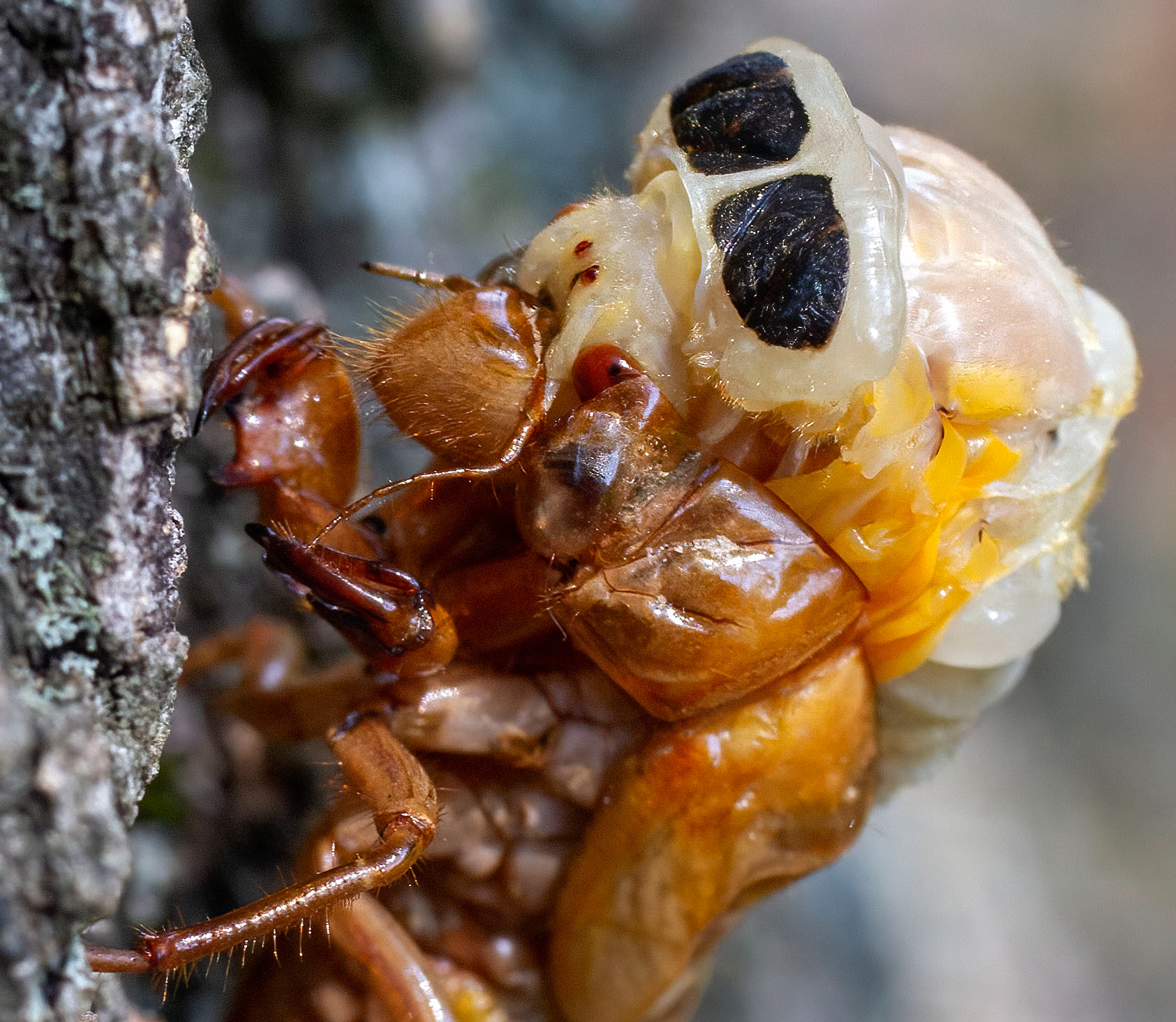 The adult emerges from the molt.